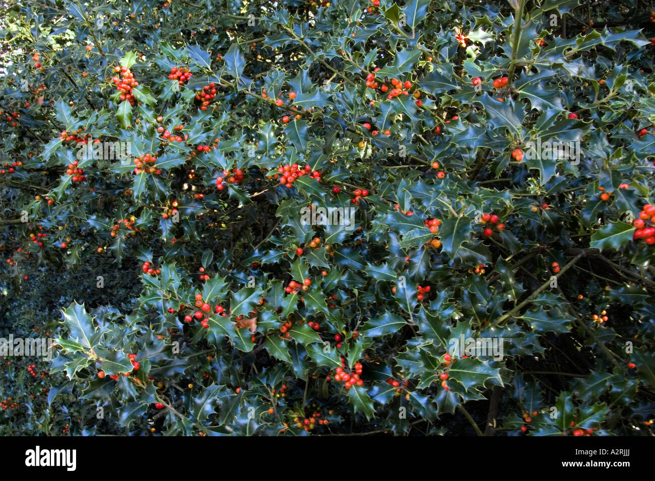 Holly bacche, inverno 2006 Foto Stock