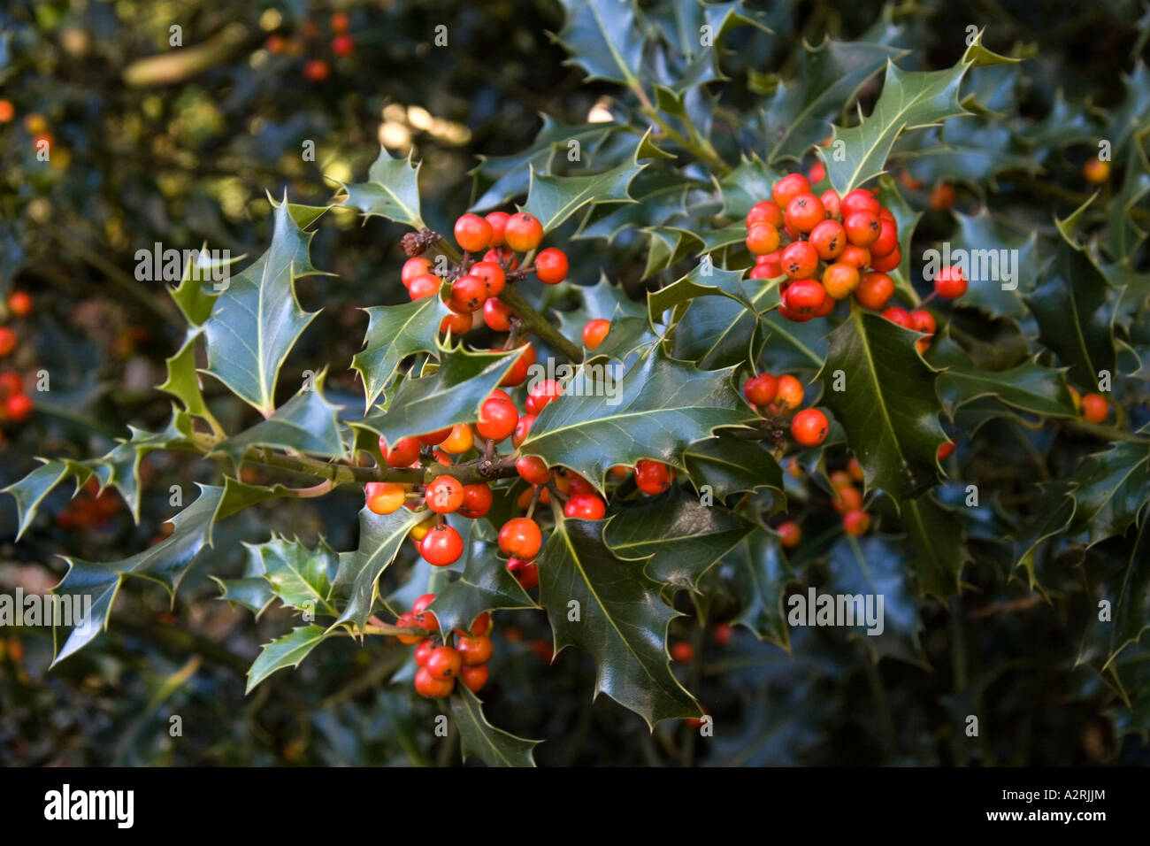 Holly bacche, inverno 2006 Foto Stock