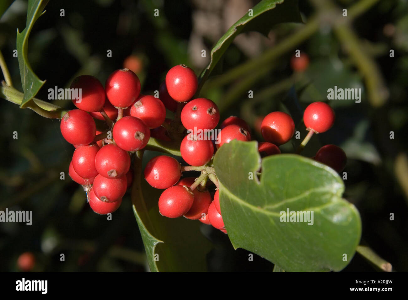 Holly bacche, inverno 2006 Foto Stock