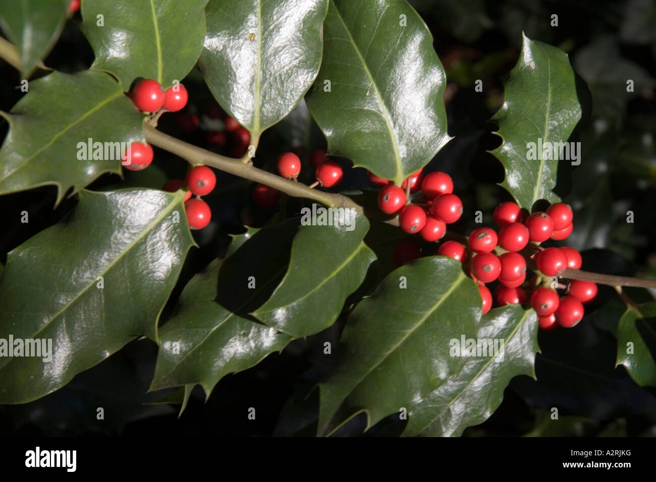 Holly bacche, inverno 2006 Foto Stock