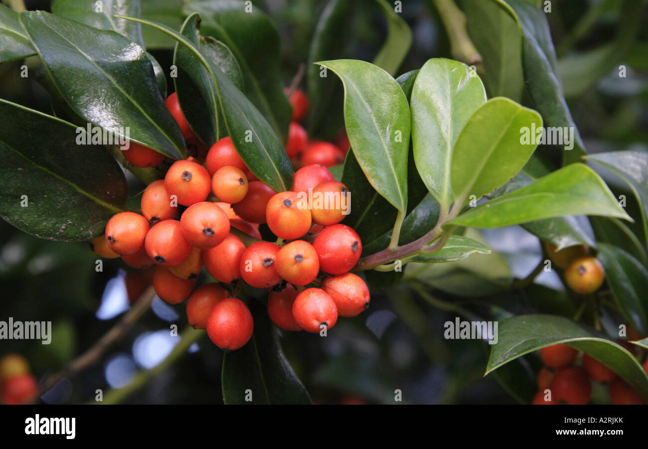 Holly bacche, inverno 2006 Foto Stock