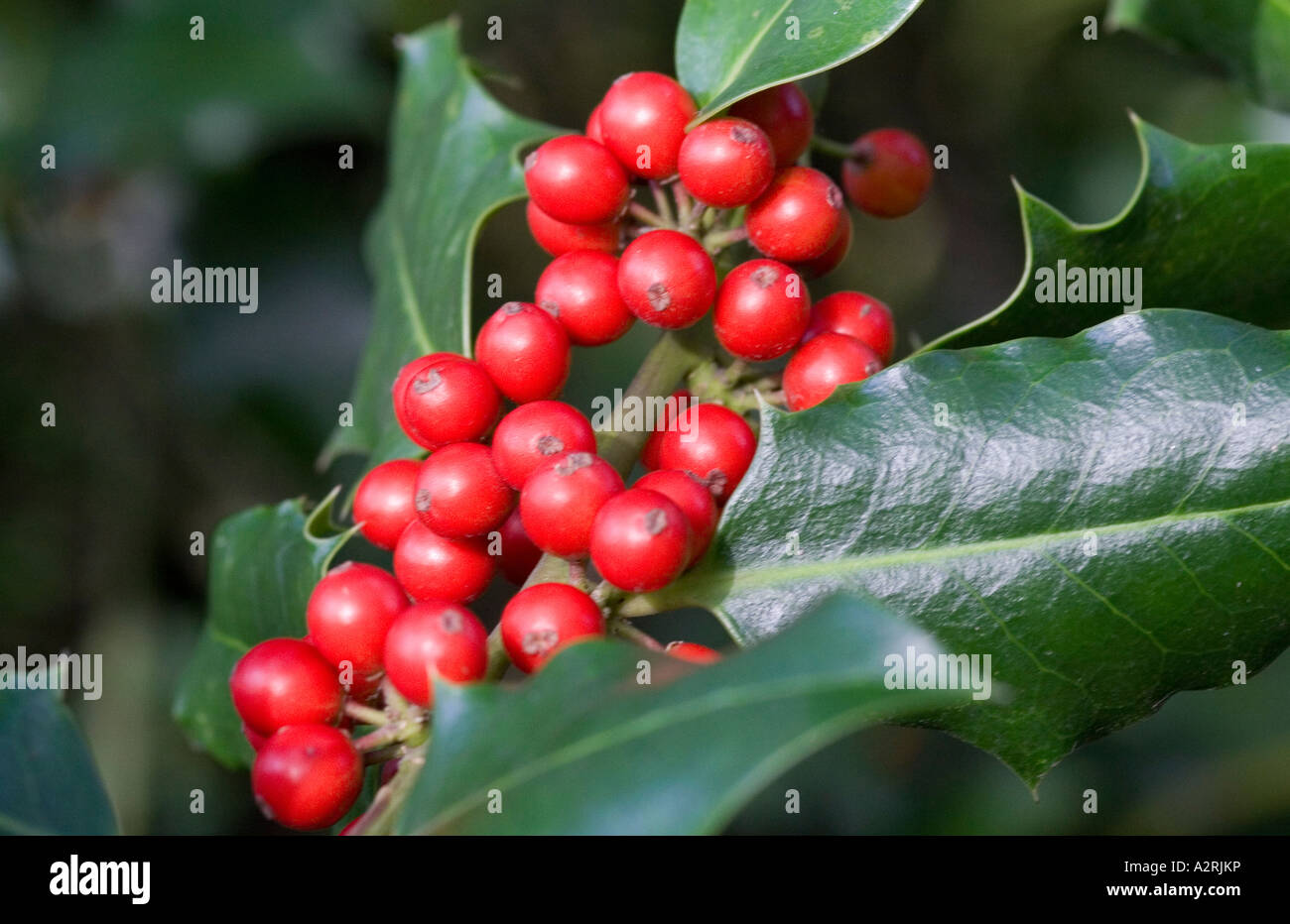 Holly bacche, inverno 2006 Foto Stock