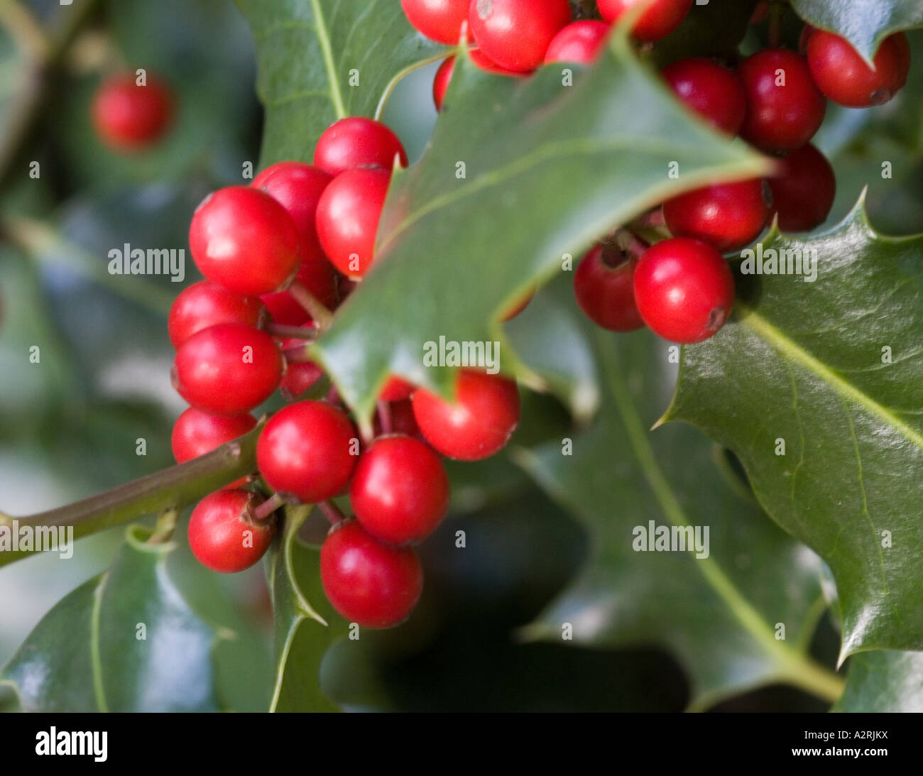 Holly bacche, inverno 2006 Foto Stock
