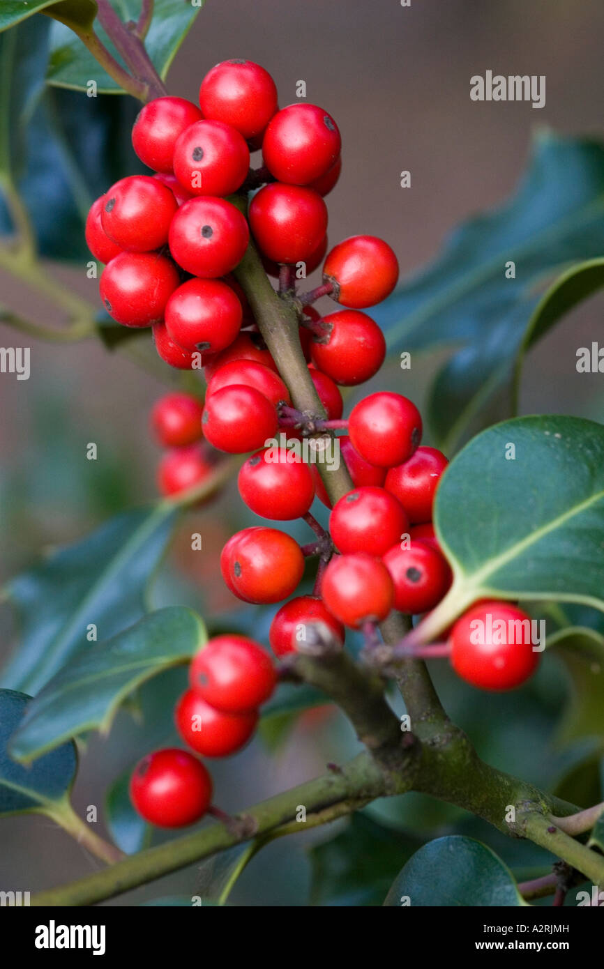 Holly bacche, inverno 2006 Foto Stock