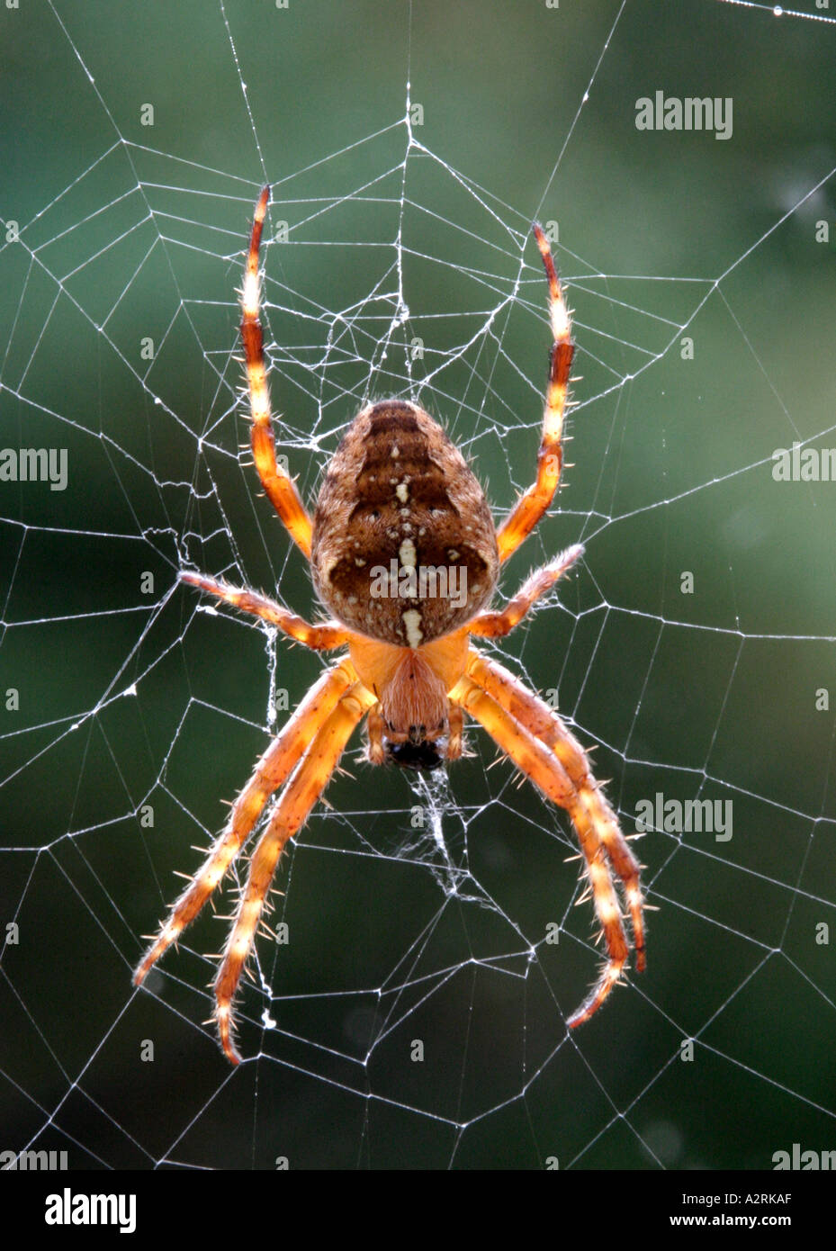 Araneus diadematus giardino ragno sul web con preda Foto Stock