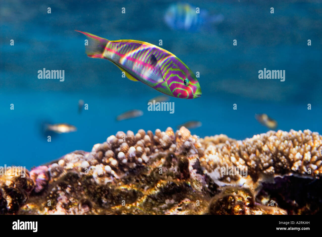 Klunzinger Klunzingers WRASSE Thalassoma klunzingeri rueppellii endemica Wrasse reef MAR ROSSO Sharm el Sheikh Egitto Foto Stock