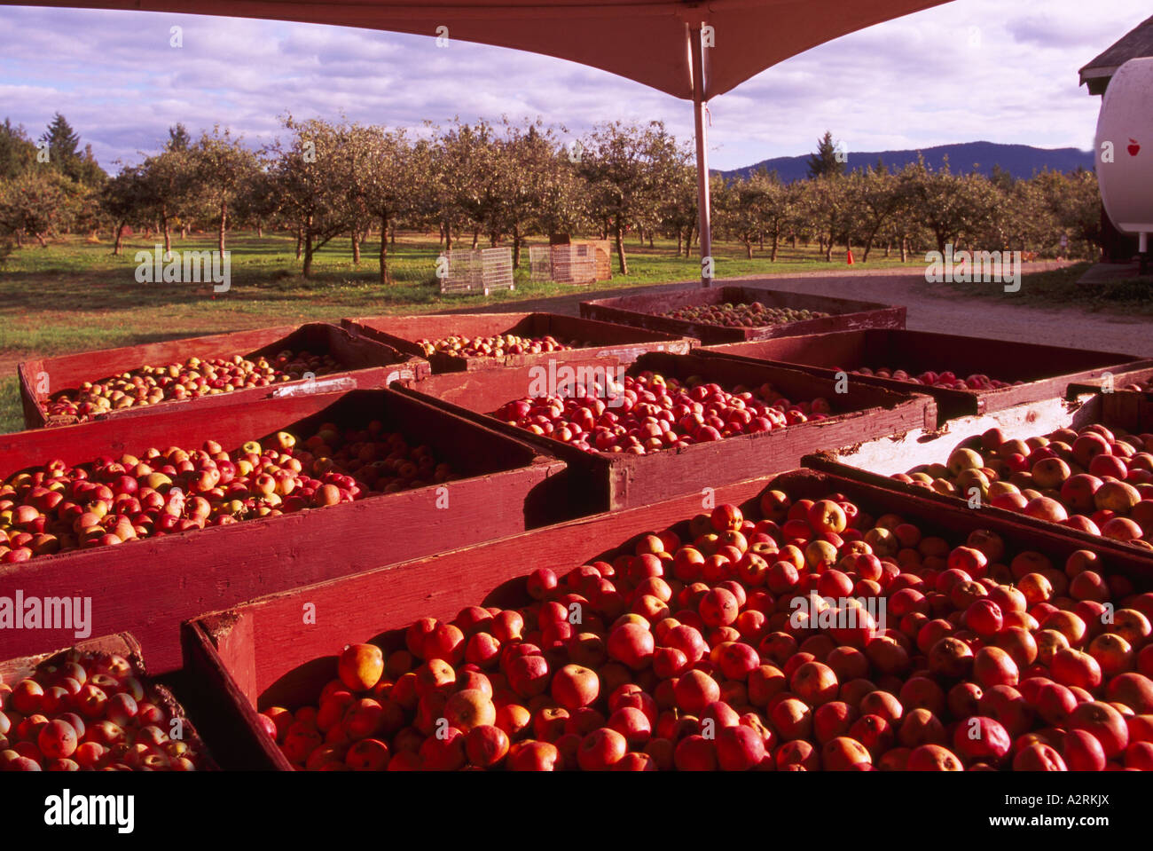 Valle di Cowichan, Isola di Vancouver, BC, British Columbia, Canada - Apple Orchard, rosso mele raccolte in casse Autunno / Autunno Foto Stock