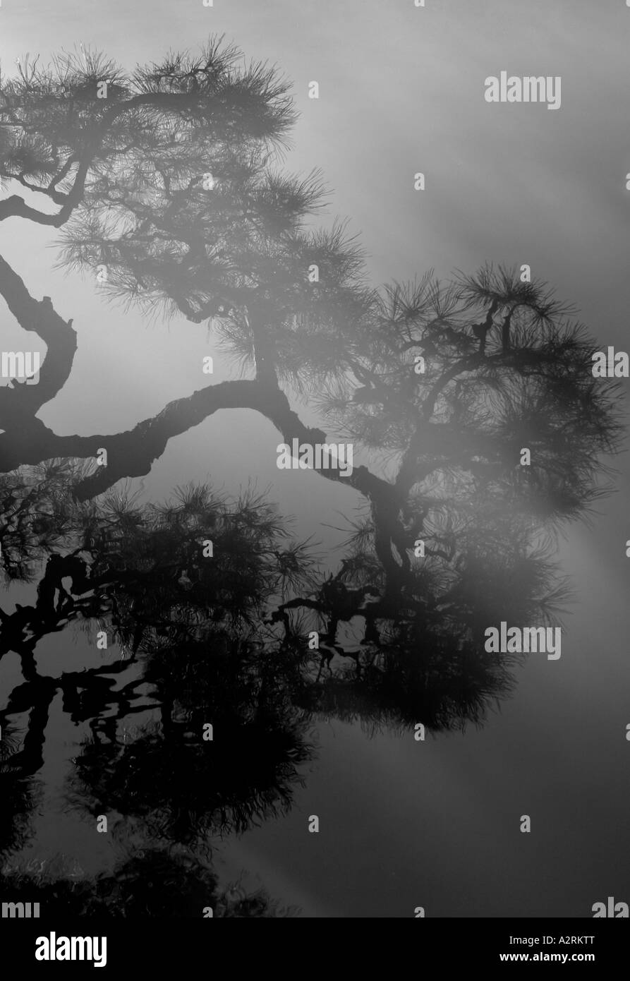 Giapponese di pino nero riflessa nell'acqua, Tokyo, Giappone Foto Stock