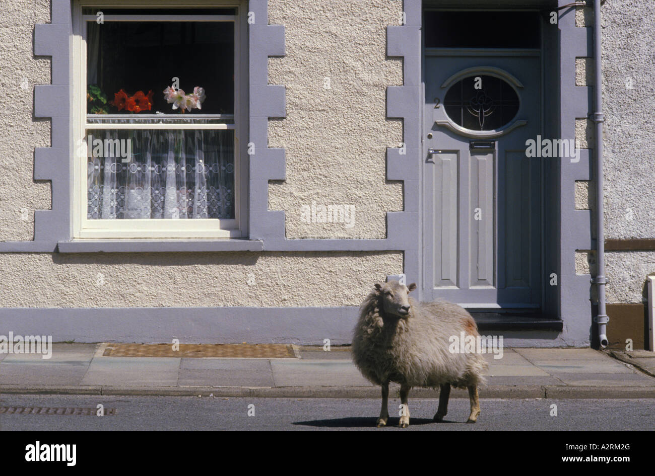 c Galles 1990 Regno Unito. Le pecore gallesi scapparono nella città di circa 1995 HOMER SYKES Foto Stock
