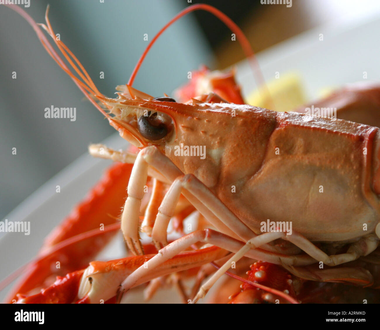 Freschi Scampi scozzese (scampi grandi) servita con il limone Foto Stock