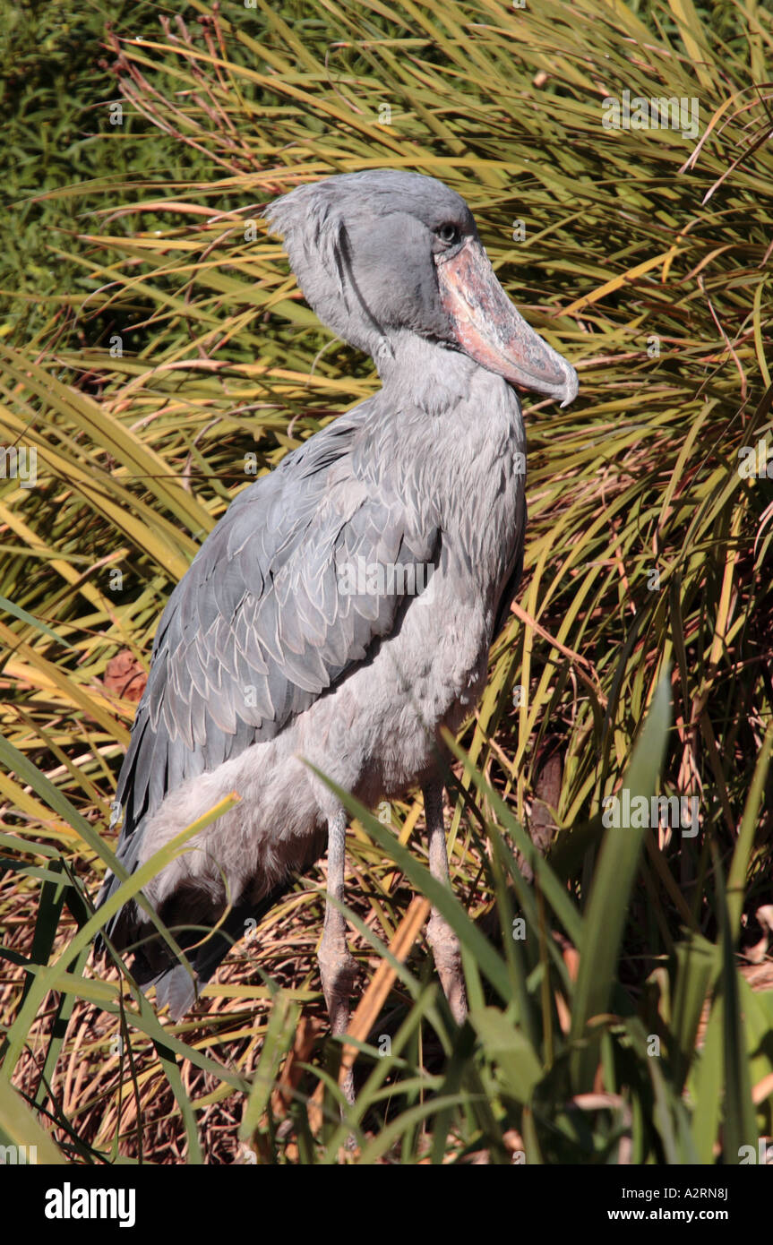 Shoebill, Balaeniceps rex Foto Stock