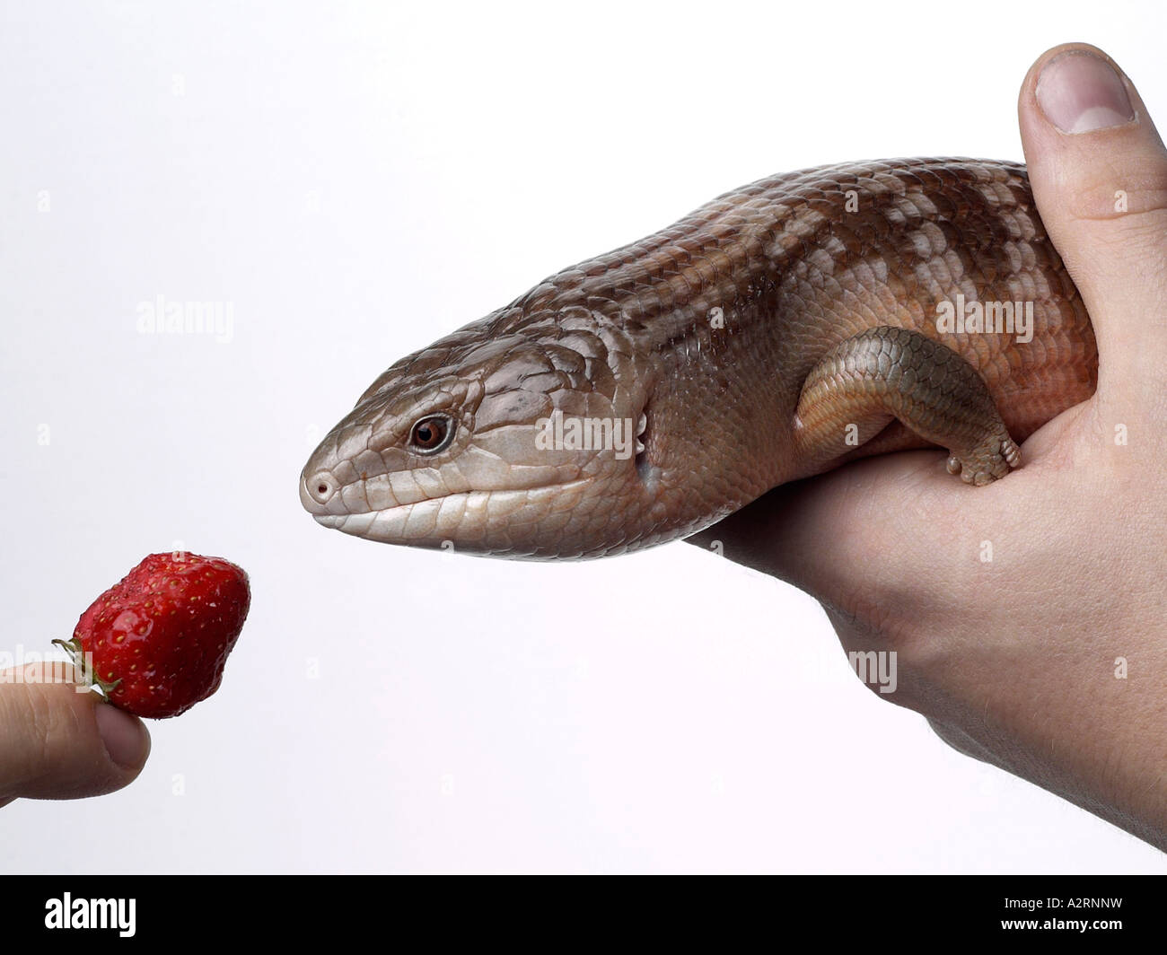 Un skink essendo dato una fragola. Foto Stock