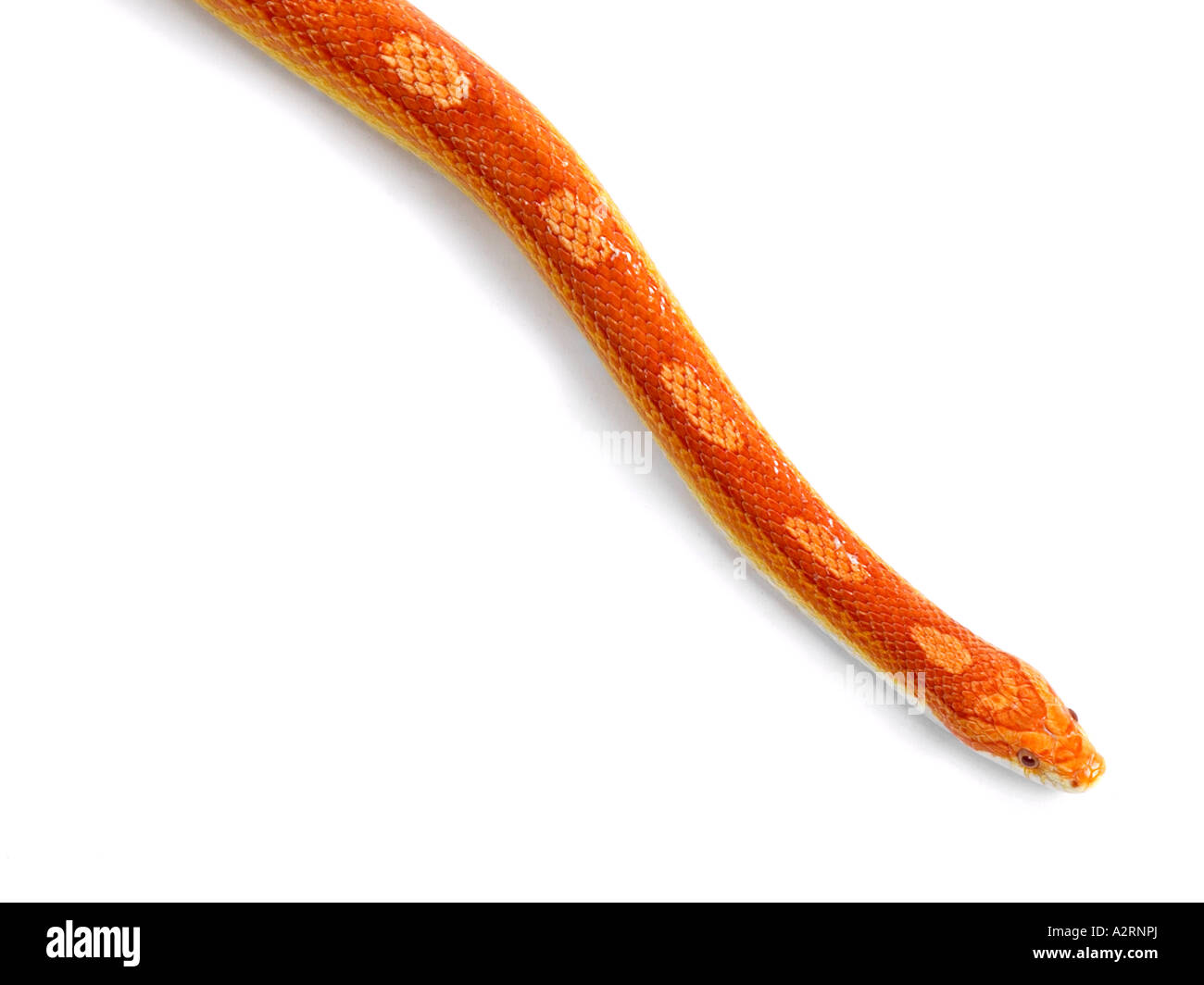 Una luce arancione brillante cornsnake. Foto Stock