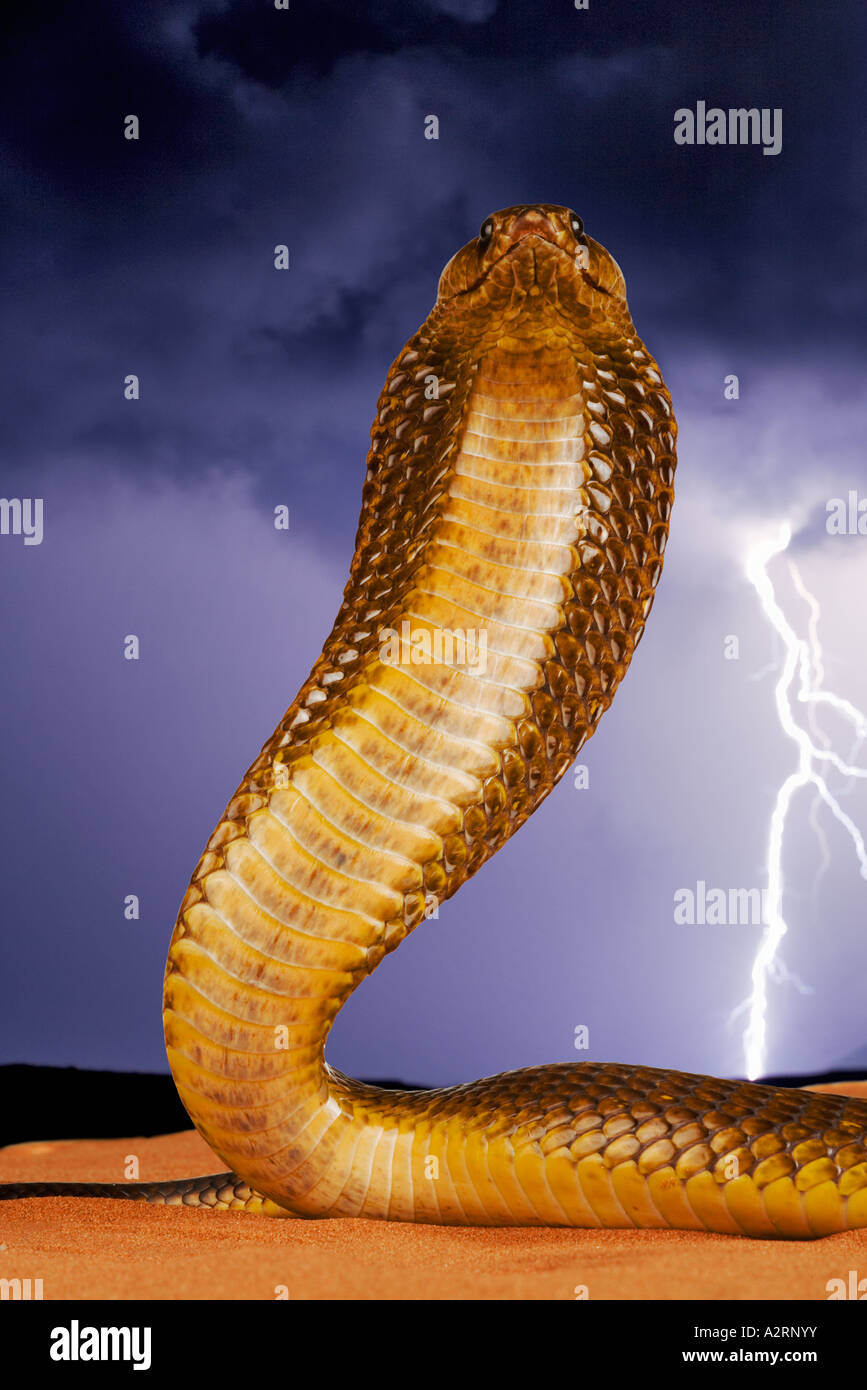 Cape Cobra Naja nivea con con i fulmini in background. Sud Africa Foto Stock