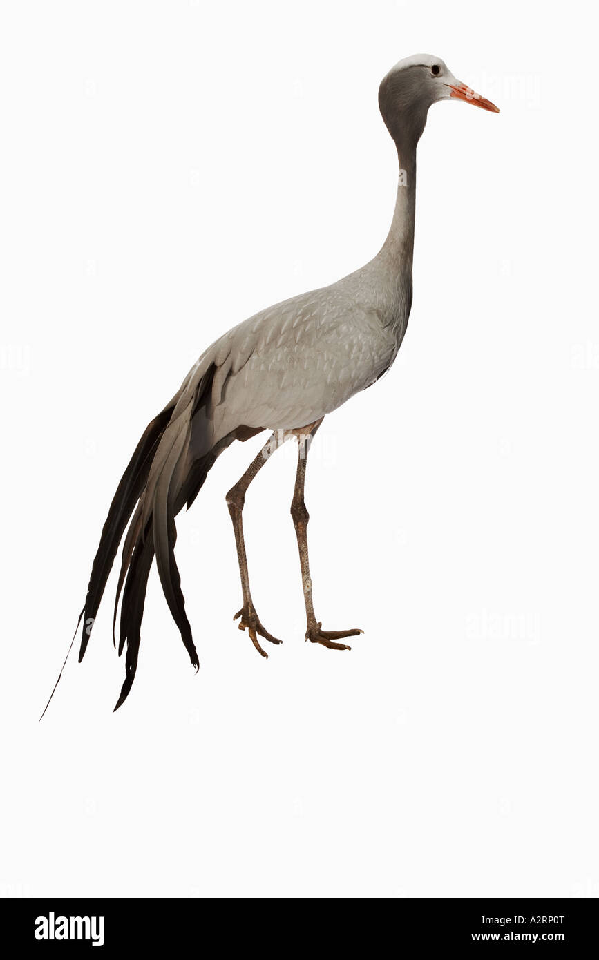 Il Blue Crane Anthropoides paradisaea uccello nazionale del Sud Africa Distribuzione sud Africa del Sud Foto Stock