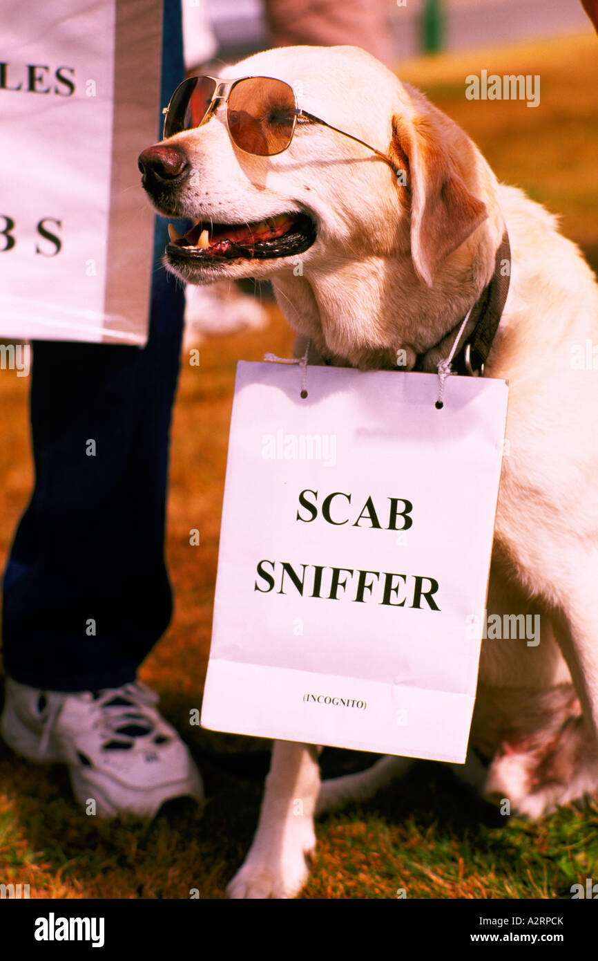 Cane Protester in sciopero indossando occhiali da sole e portante una crosta Sniffer segno di protesta a una dimostrazione Foto Stock