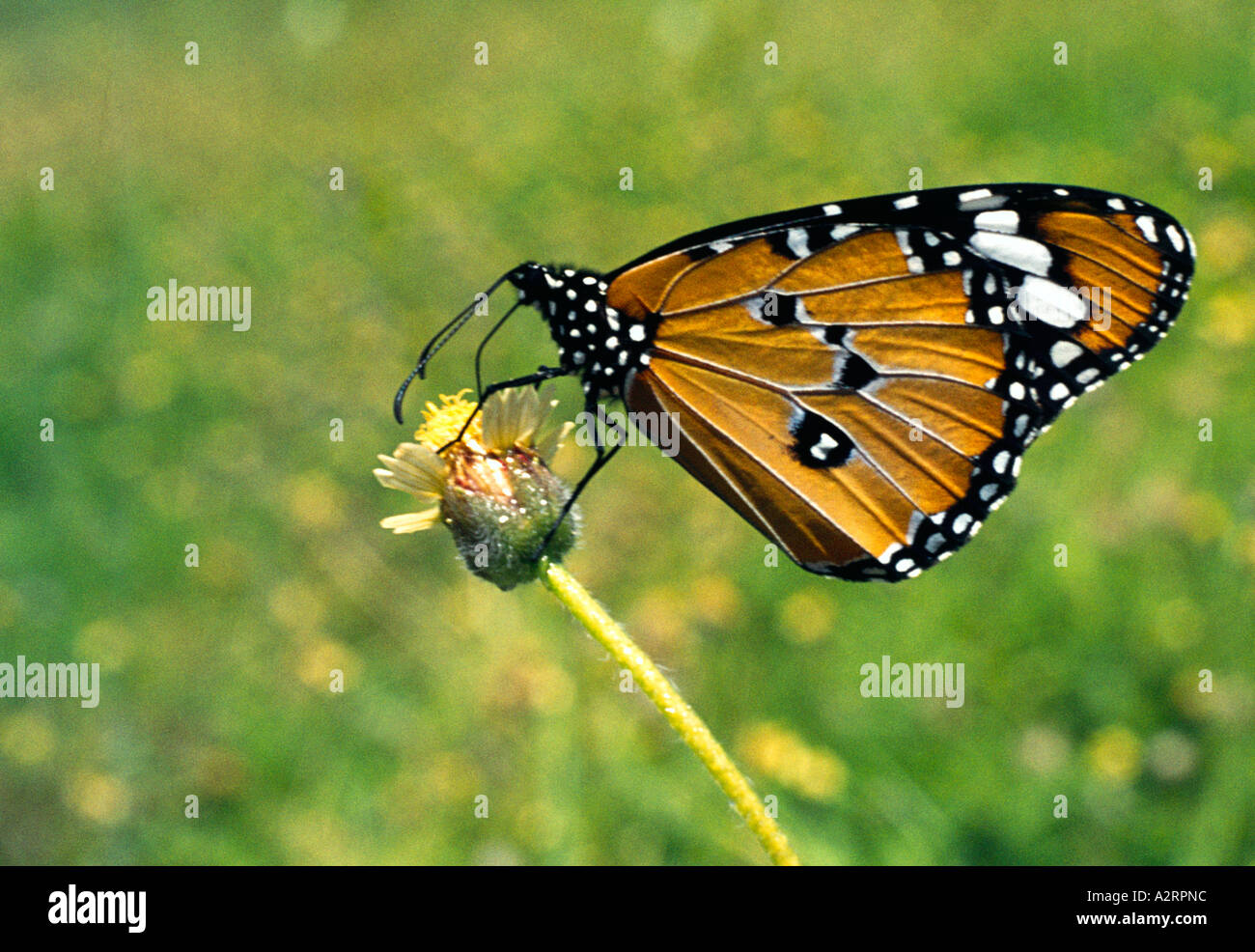 Assaporerete la Monarch Foto Stock