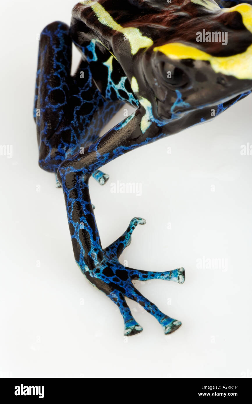 Tintura di Poison Dart Frog Dendrobates tinctorius America del Sud Foto Stock