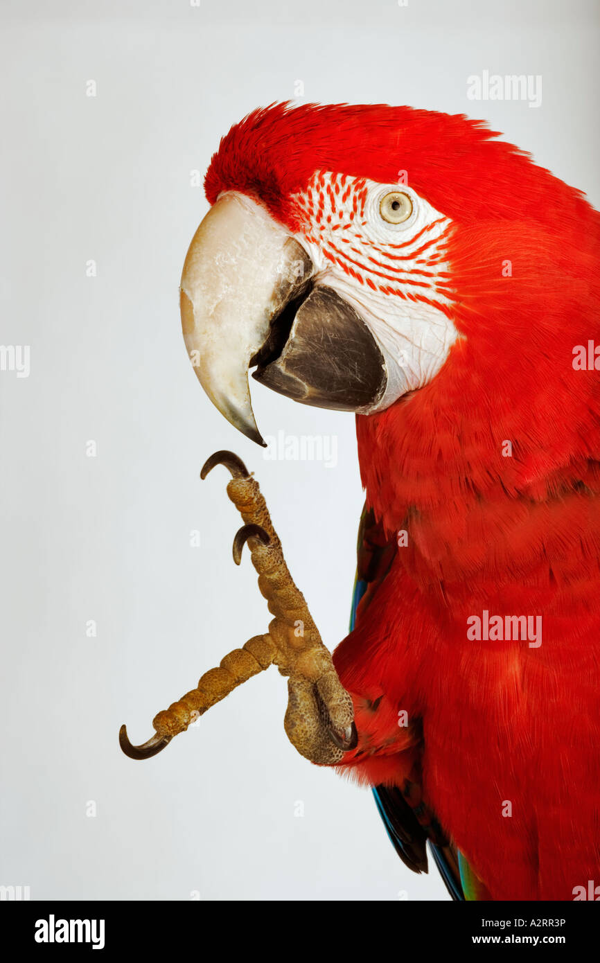 Scarlet Macaw con piede sollevato Aro macao america del sud Foto Stock