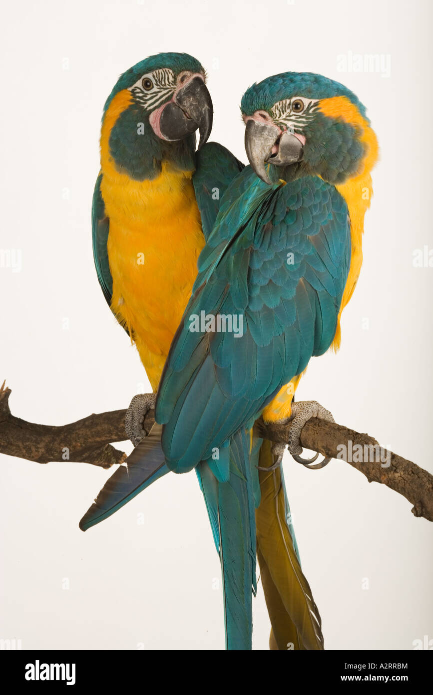 Blue throated macaw Ara glaucogularis America del Sud Foto Stock
