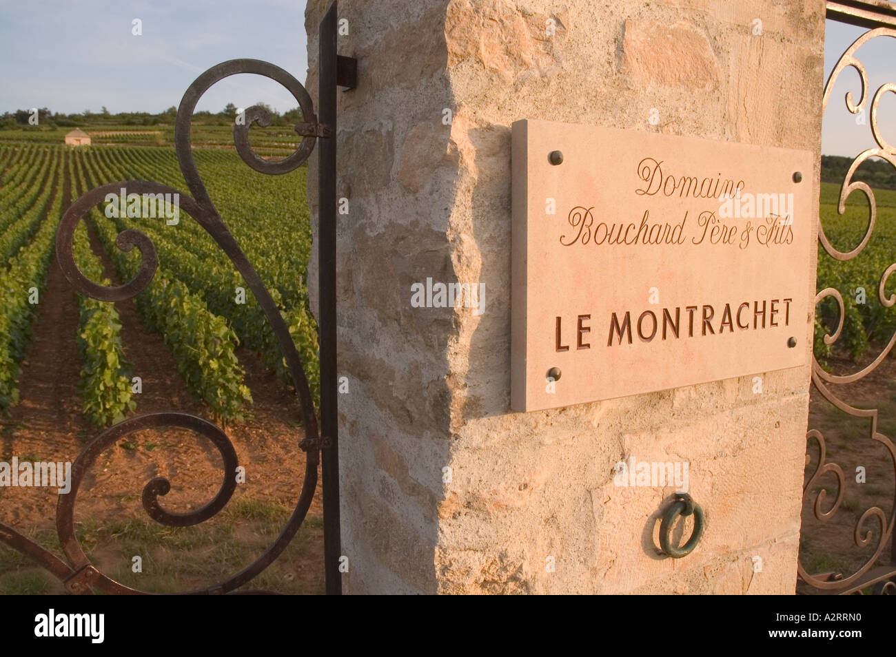 Bouchard Pere et Fils, porta alla loro sezione di Le Montrachet vigna Puligny-Montrachet, Côte de Beaune, Borgogna Francia Foto Stock