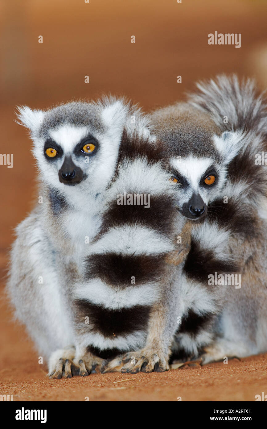 L'anello tailed lemur Lemur catta gruppo huddling insieme per mantenere caldo il Madagascar Foto Stock