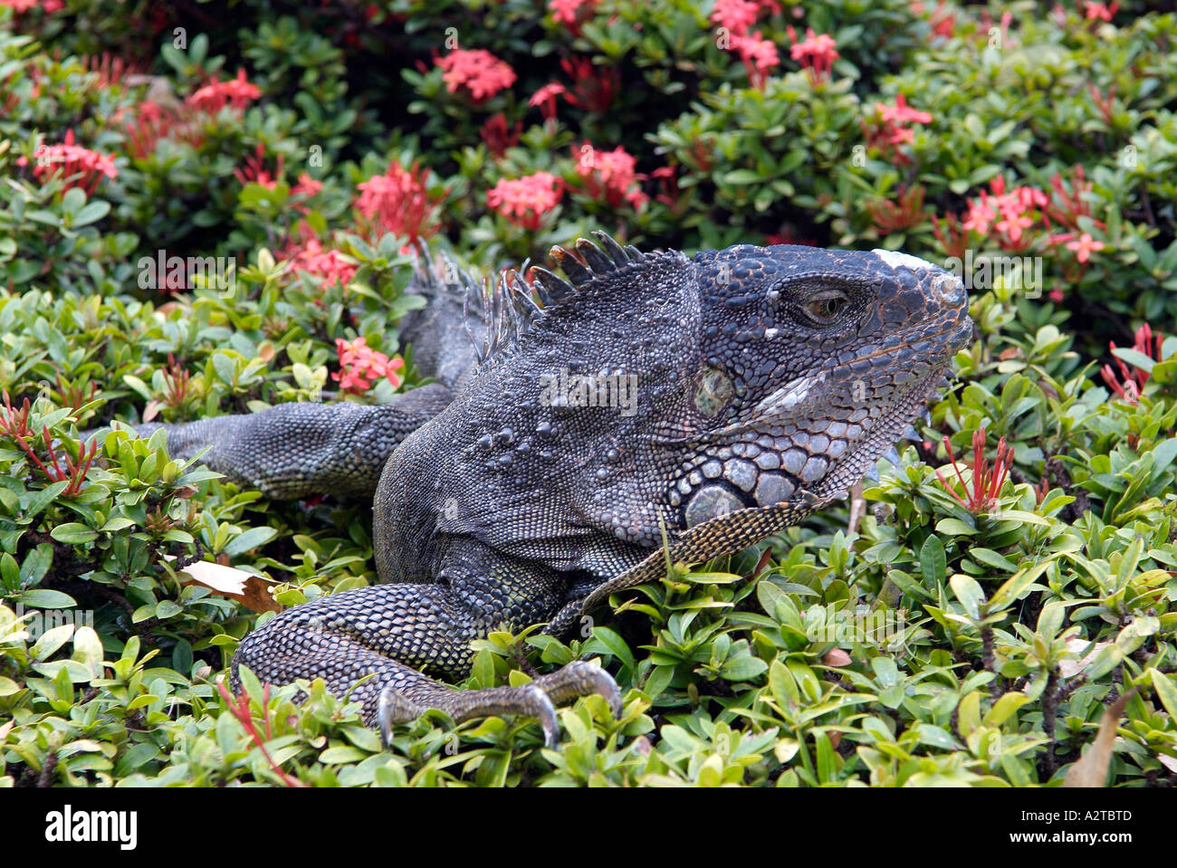 Grande iguana giacente in fiori nel Seminario park. Foto Stock
