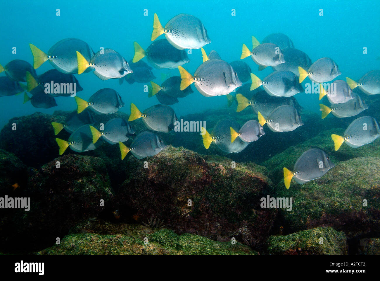Scuola di Razor Surgeonfishes intorno Cristobal Island Foto Stock
