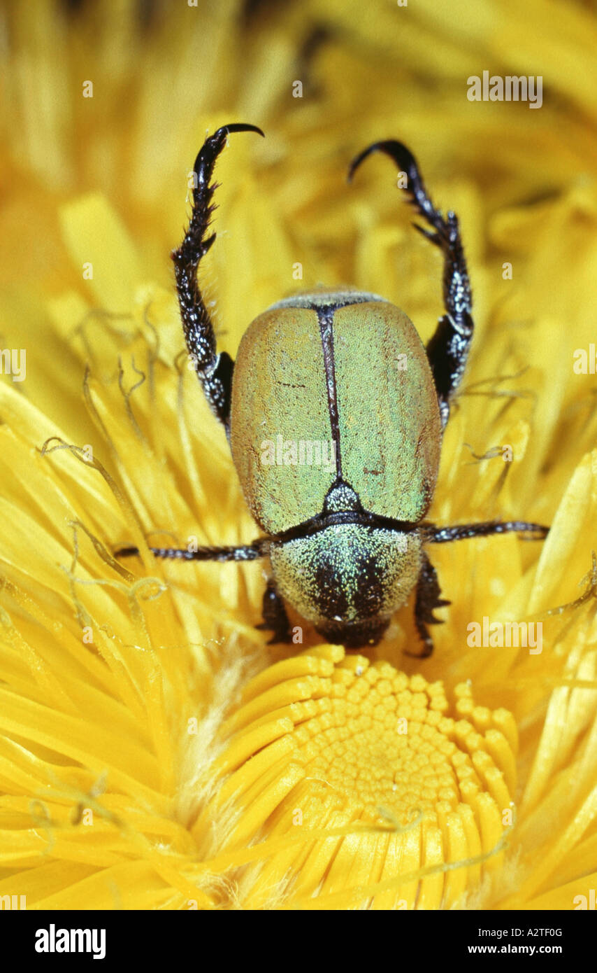 Scarabeo scarabeo, lamellicorn beetle (dung beetle & chafer) (Hoplia argentata), sul fiore giallo Foto Stock