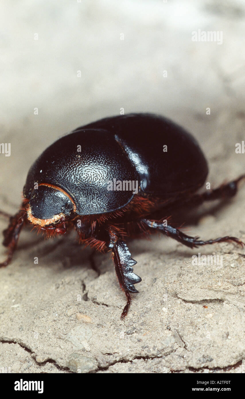 Scarabeo scarabeo, lamellicorn beetle (dung beetle & chafer) (Pentodon idiota a), imago Foto Stock