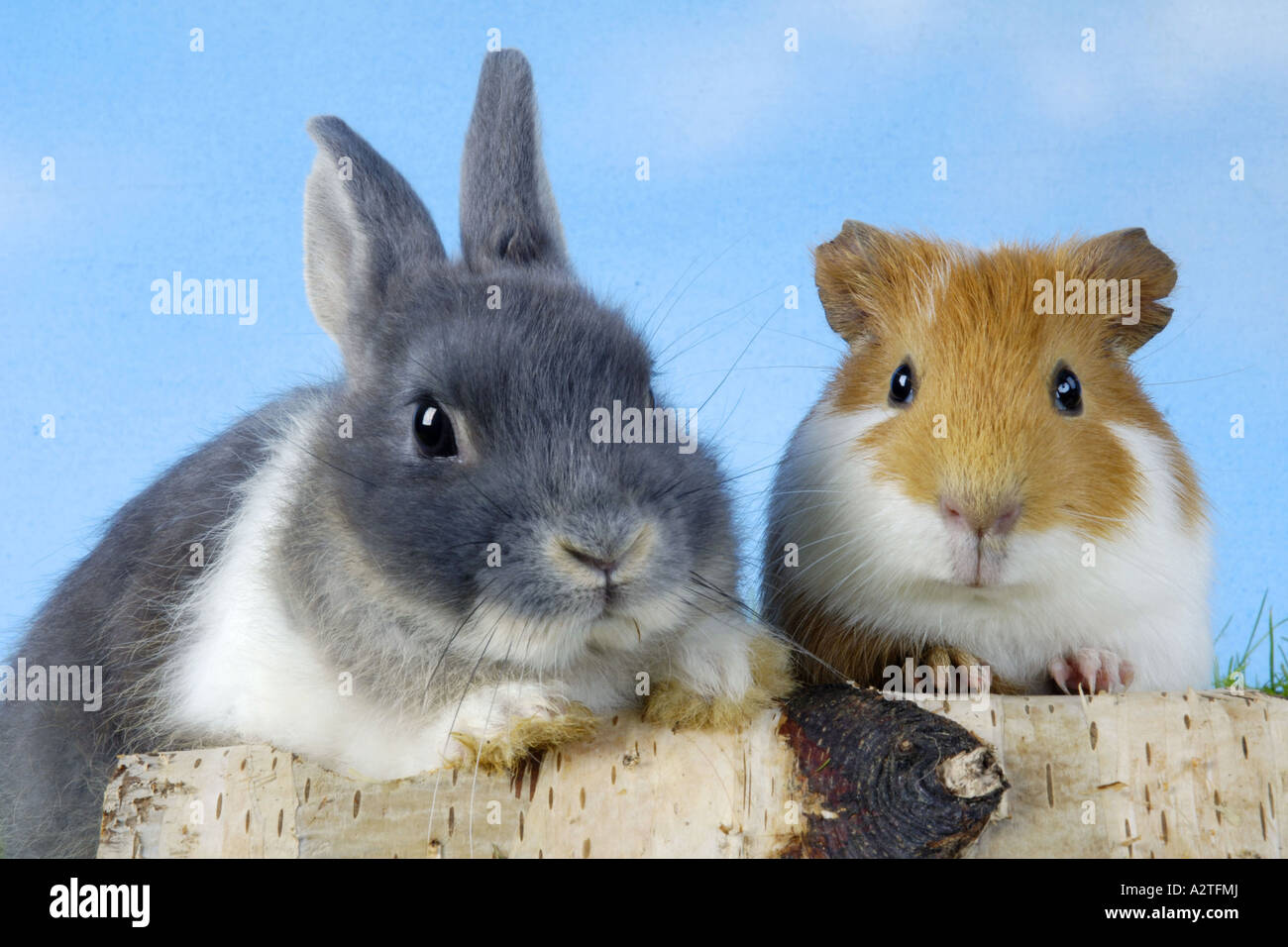 Coniglio nano e di cavia (oryctolagus cuniculus f. domestica, Cavia aperea f. porcellus), due amici, ritratti Foto Stock