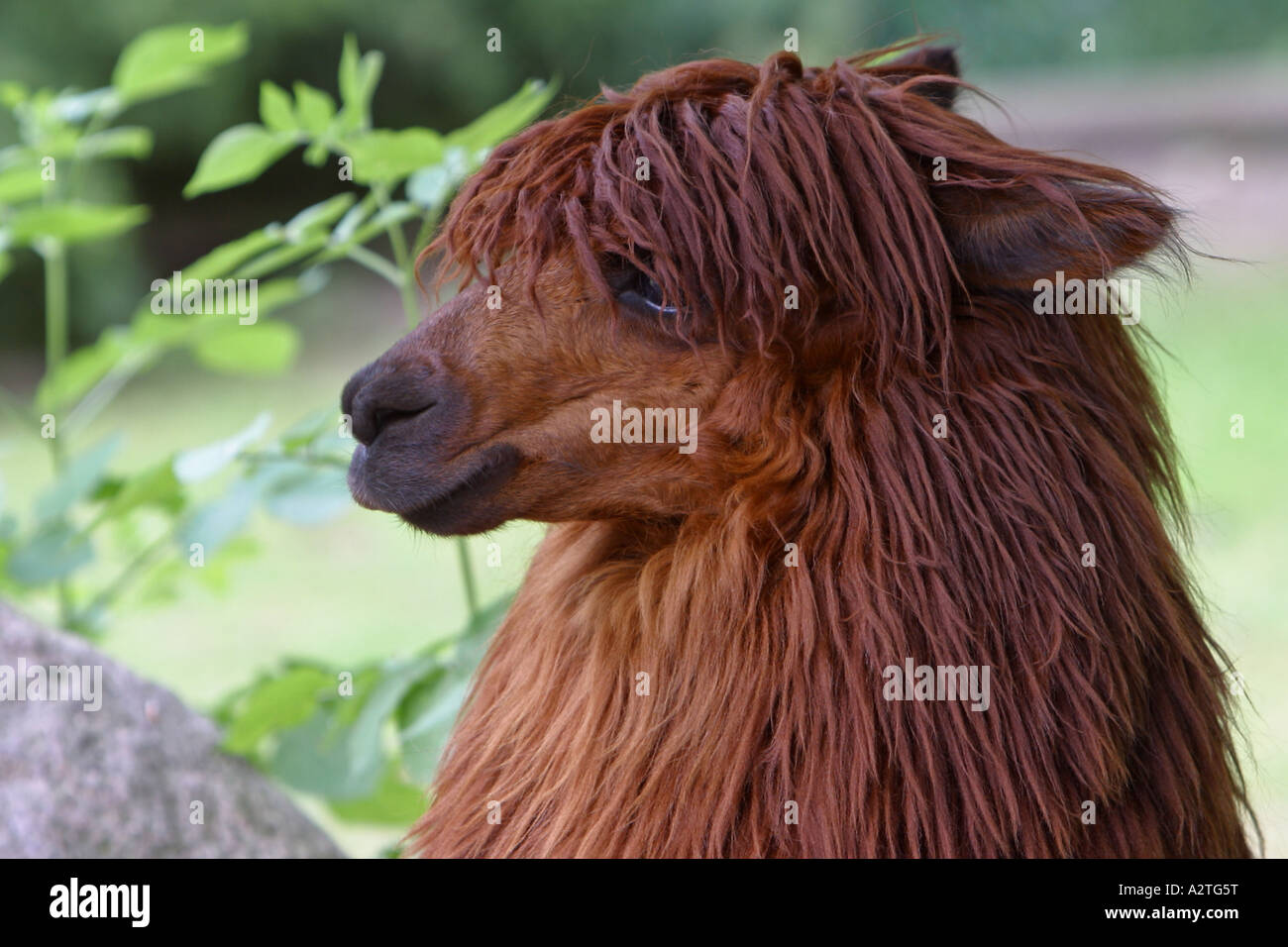 Alpaca (Lama pacos), ritratto Foto Stock