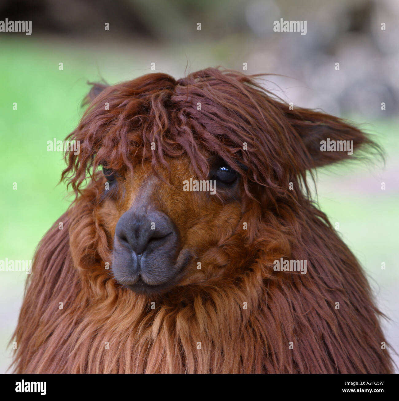 Alpaca (Lama pacos), ritratto Foto Stock