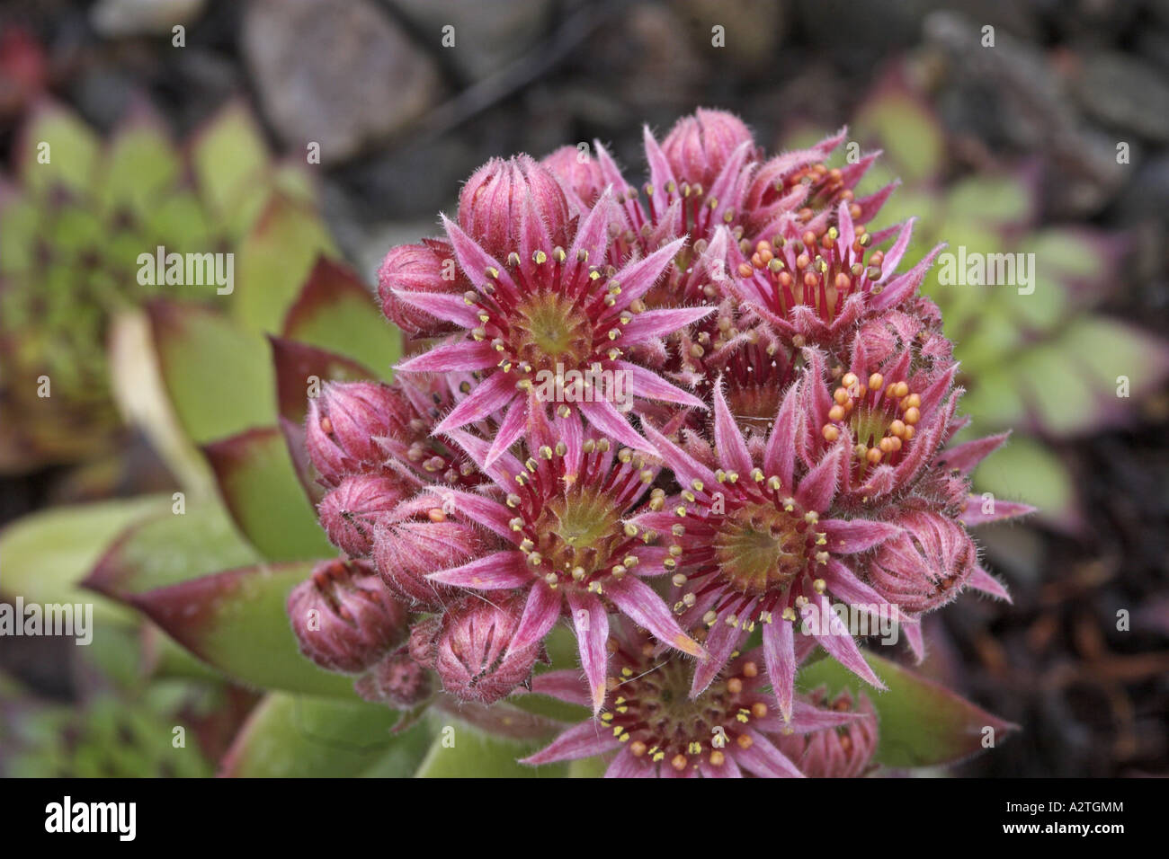 Gallina-e-polli, casa-porro, semprevivo, comune semprevivo (Sempervivum Copernicia), fiori Foto Stock