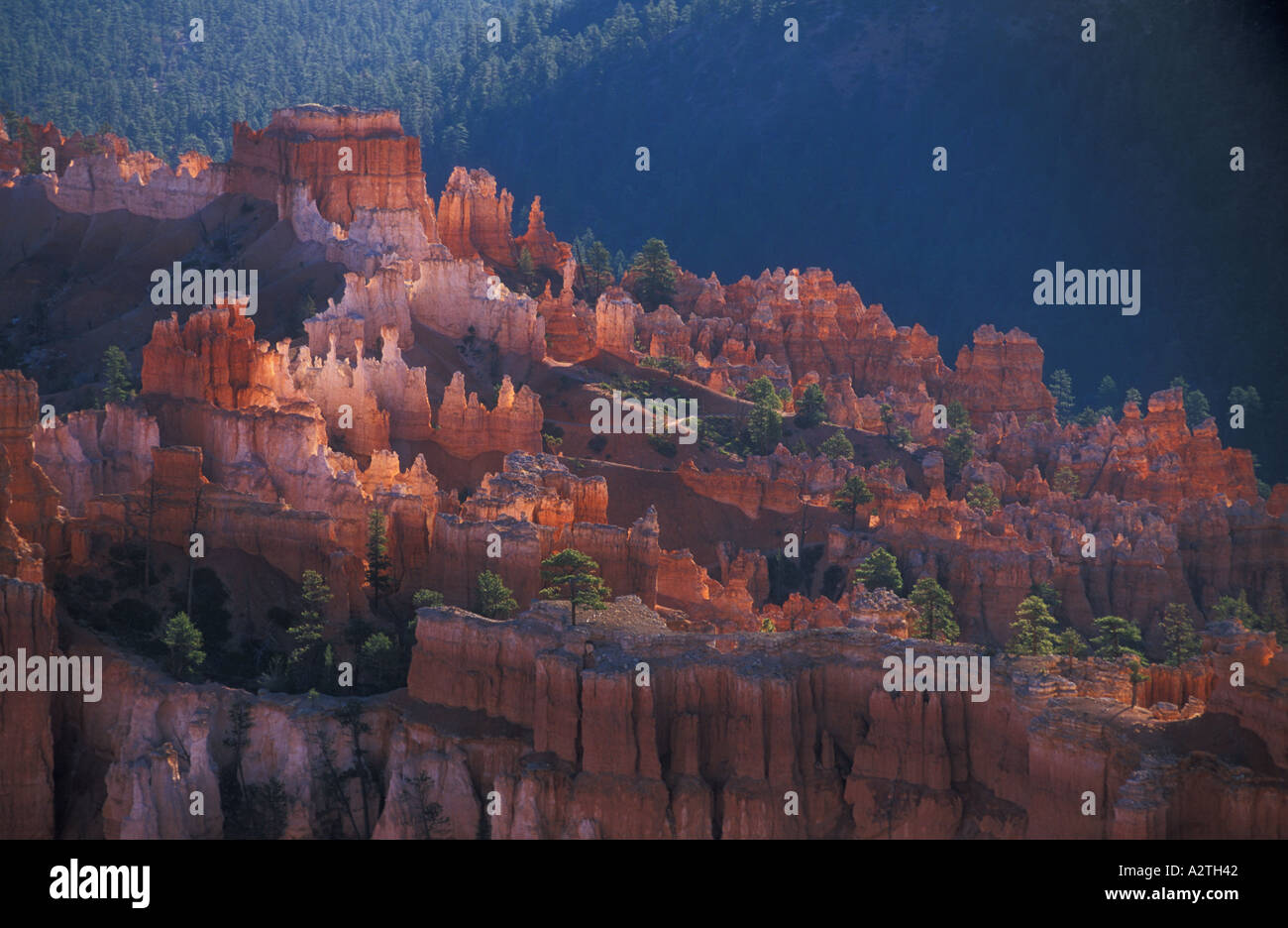 Arenaria retroilluminato Hoodoo s e Douglas abeti di sunrise nel Bryce Canyon anfiteatro USA Utah Stati Uniti d'America Foto Stock
