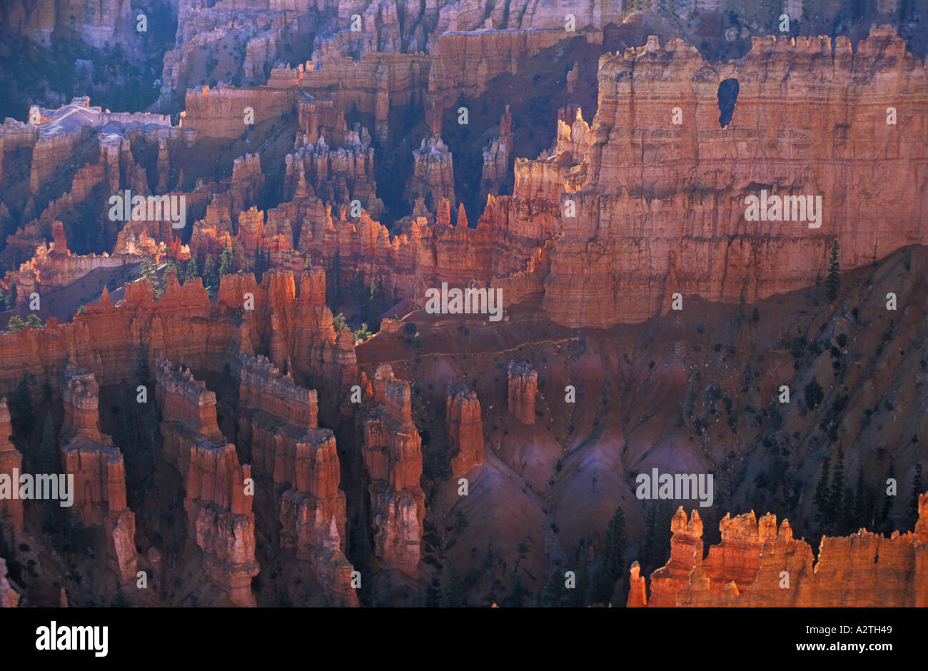 Arenaria retroilluminato Hoodoo s e Douglas abeti di sunrise nel Bryce Canyon anfiteatro USA Utah Stati Uniti d'America Foto Stock
