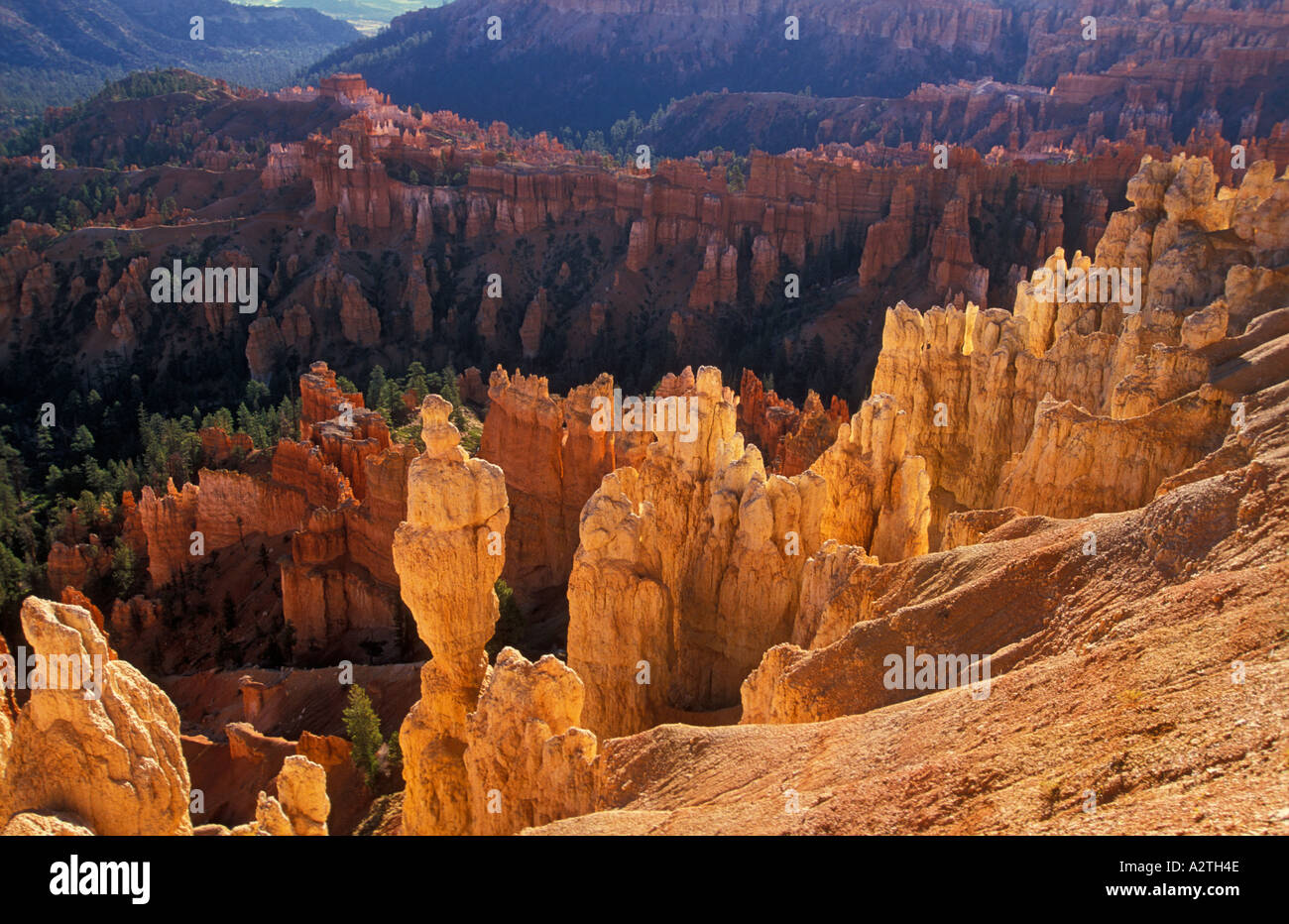 Retroilluminato Hoodoos di arenaria e Douglas abeti Bryce Canyon anfiteatro USA Utah Stati Uniti d'America Foto Stock