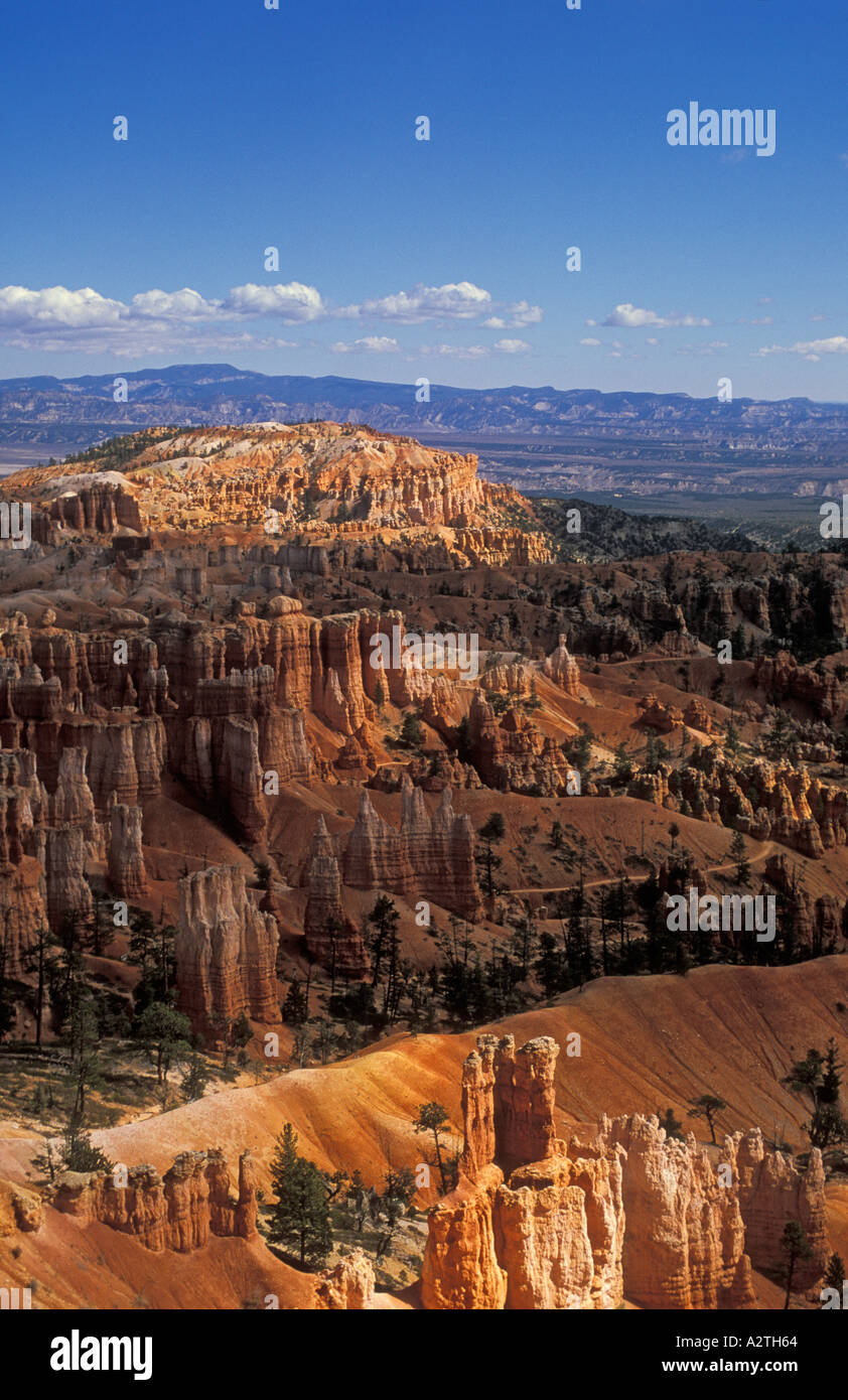 Utah Bryce Canyon arenaria Hoodoo e abete Douglas alberi in Bryce Canyon anfiteatro USA Utah Stati Uniti d'America Foto Stock