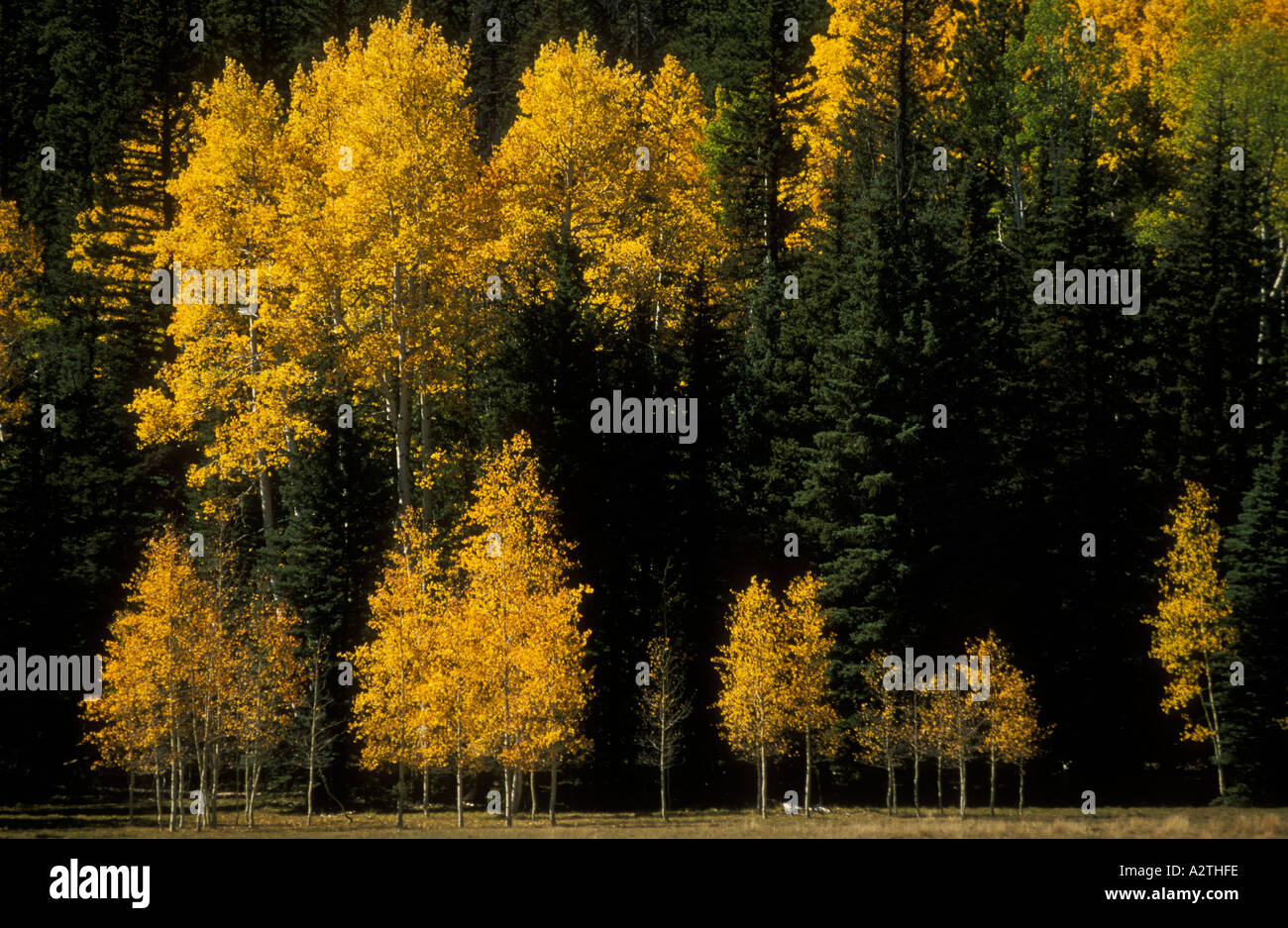 Aspens in autunno sulla strada per il Grand Canyon North Rim Arizona USA Stati Uniti d'America Foto Stock