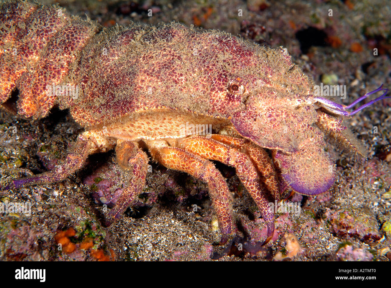 Squamosa slipper lobster nell'Arcipelago delle Galapagos Foto Stock
