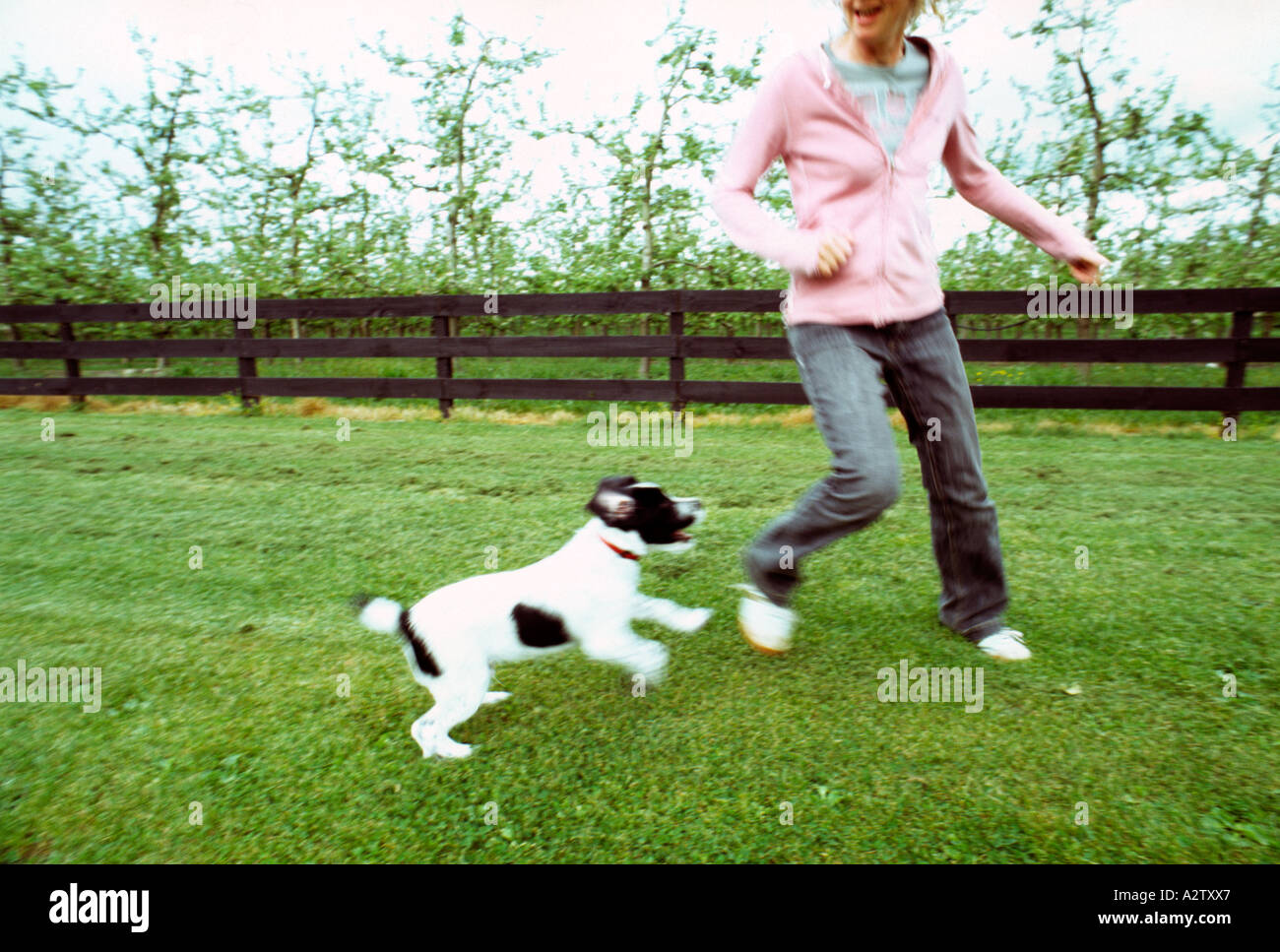 Giovane cucciolo di cane per giocare con il proprietario per che si rincorrono intorno al giardino con abbondanza di movimento Foto Stock