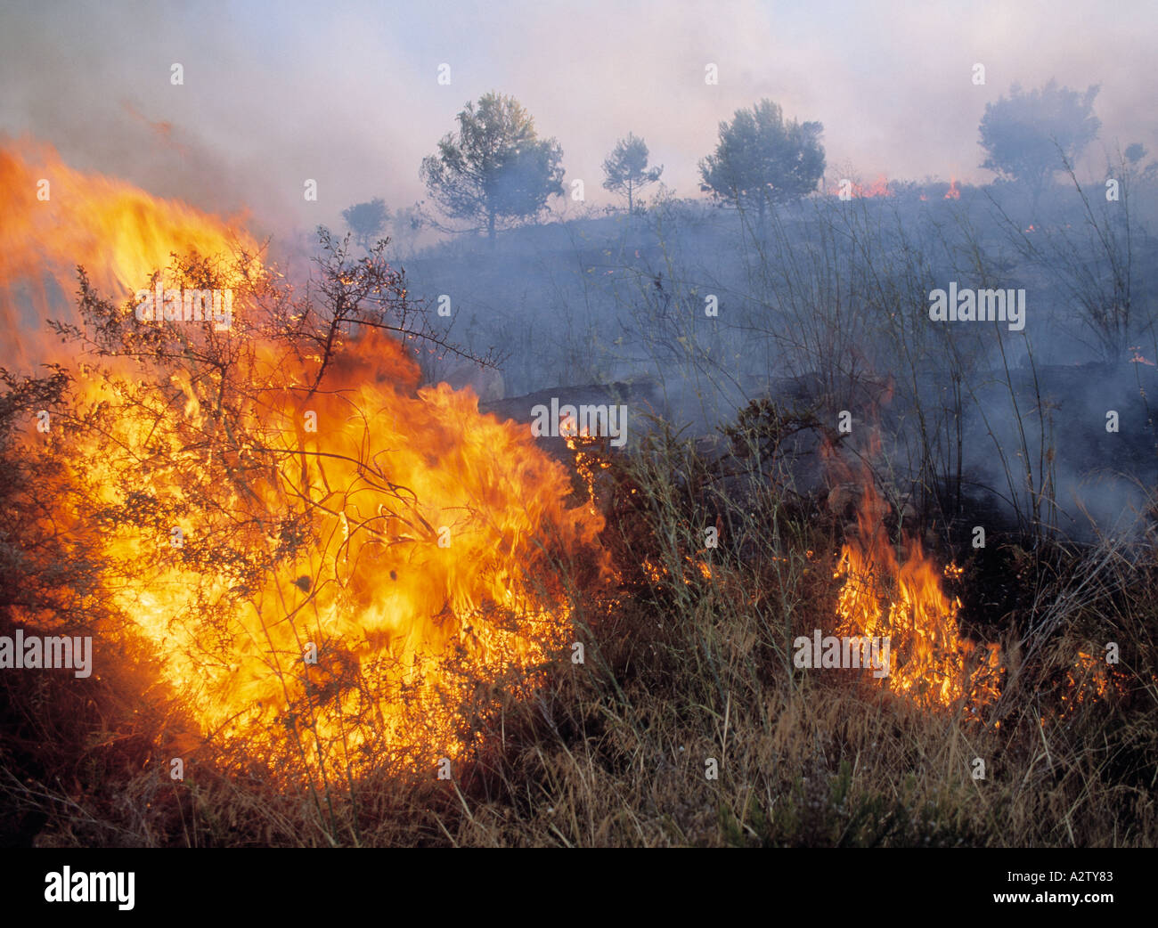 Scrub fuoco su una collina a Torremolinos, Spagna. Foto Stock