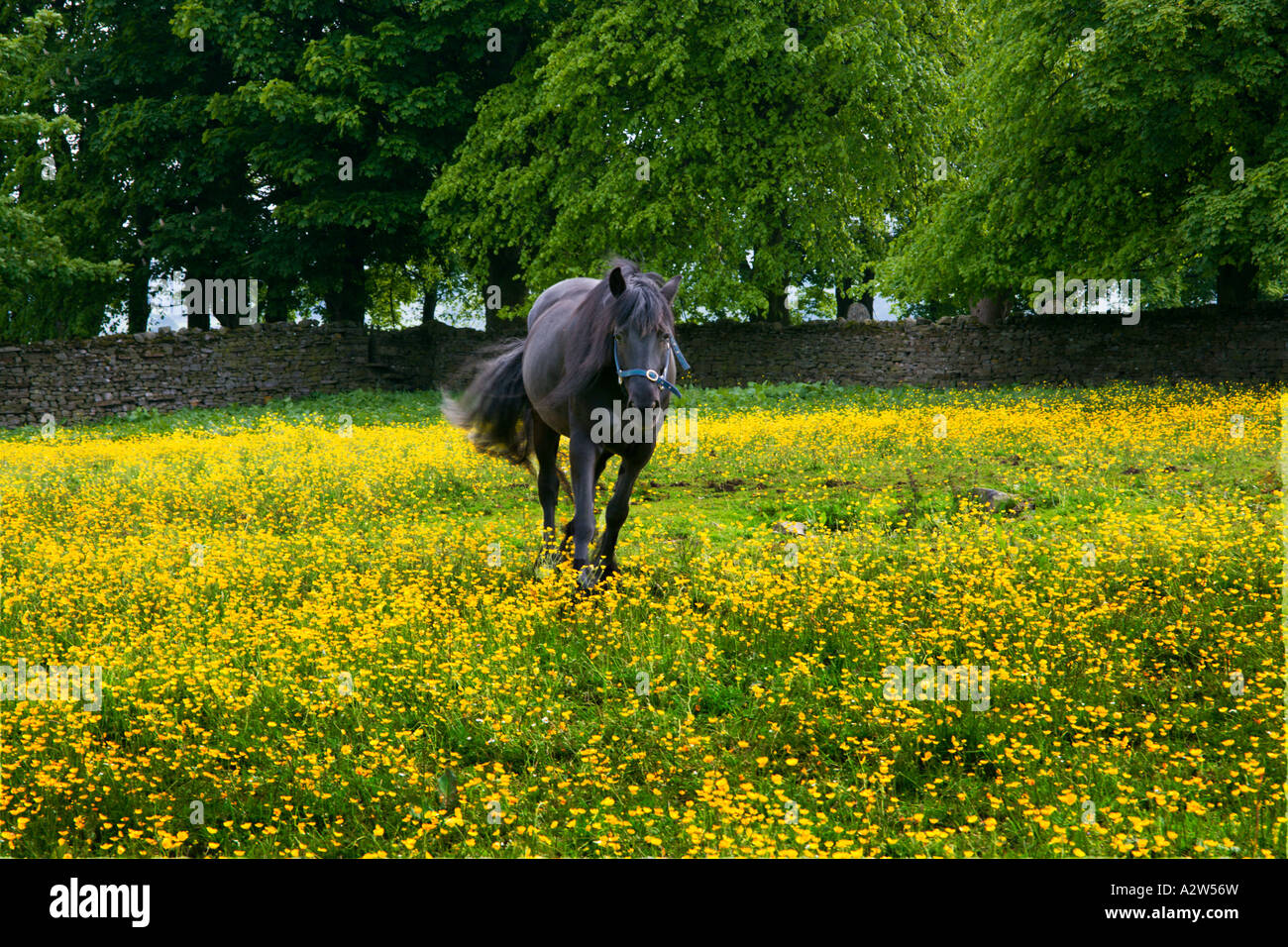 Cavallo nero stallone in esecuzione al galoppo in estate prati fioriti, Hawes In Swaledale North Yorkshire Dales England Regno Unito Foto Stock