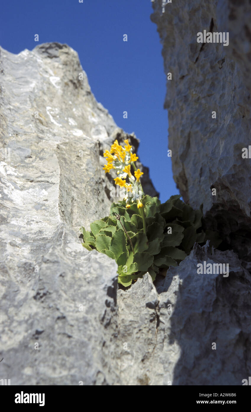 Primula vulgaris di Palinuro Foto Stock
