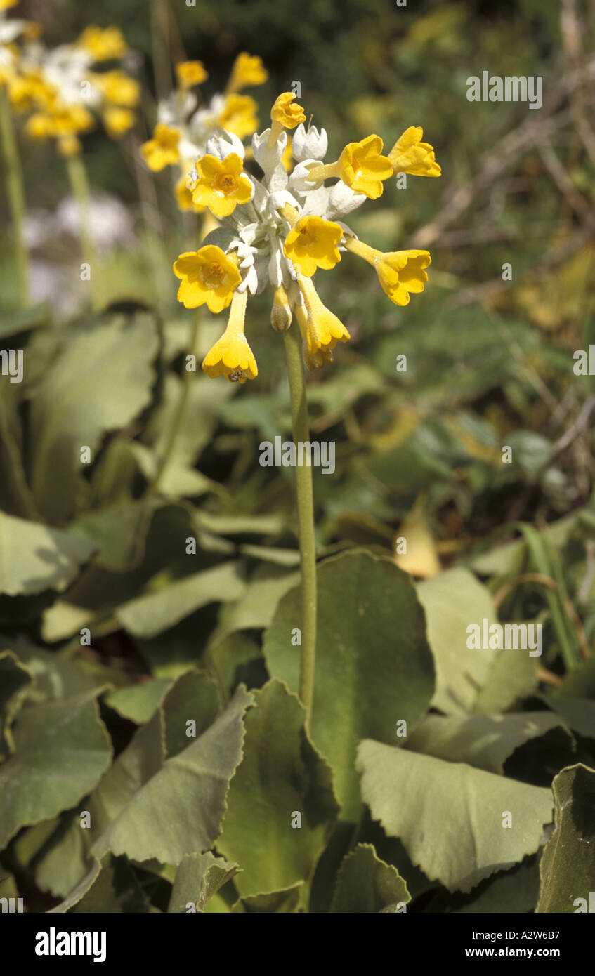 Primula vulgaris di Palinuro Foto Stock