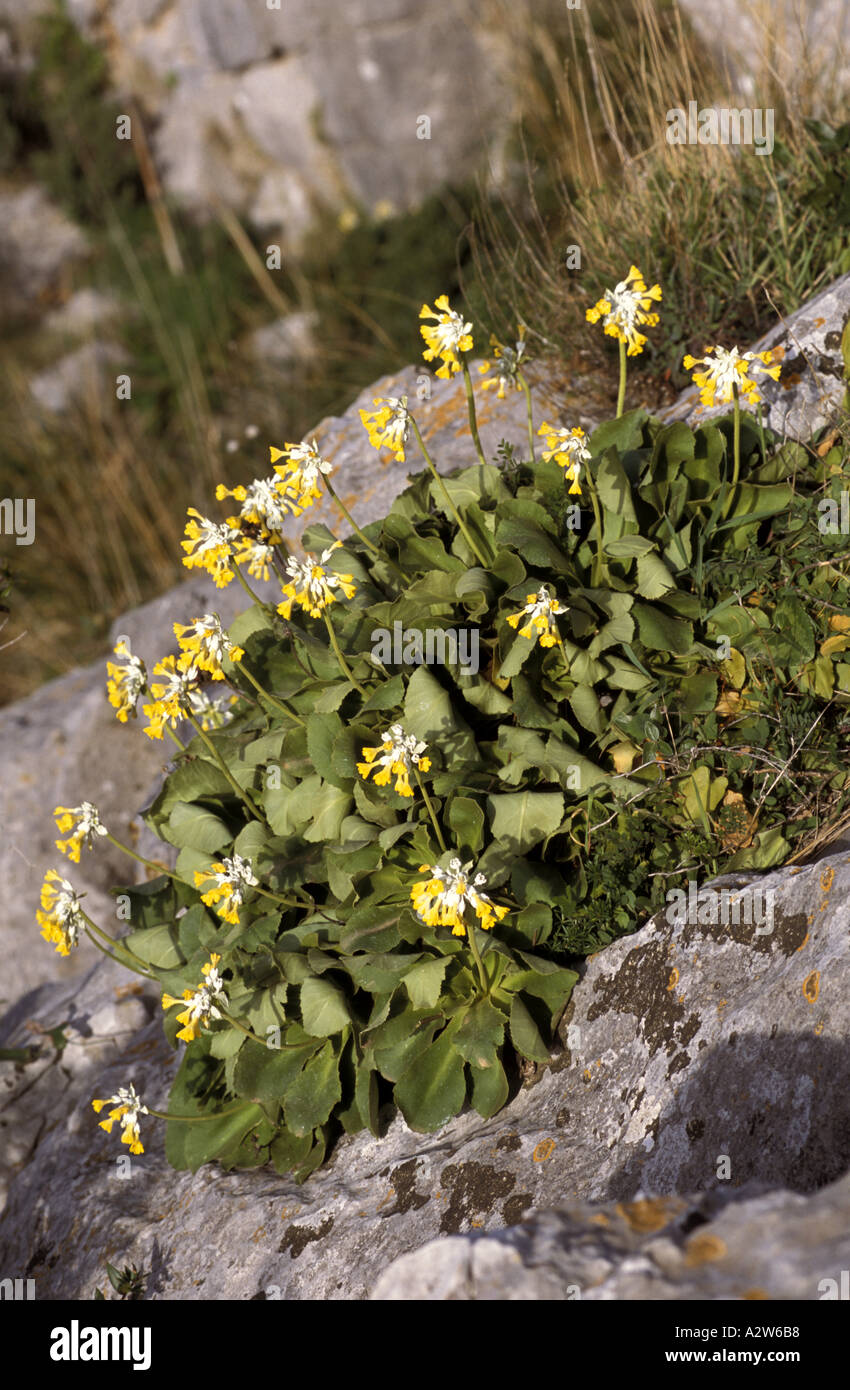 Primula vulgaris di Palinuro Foto Stock
