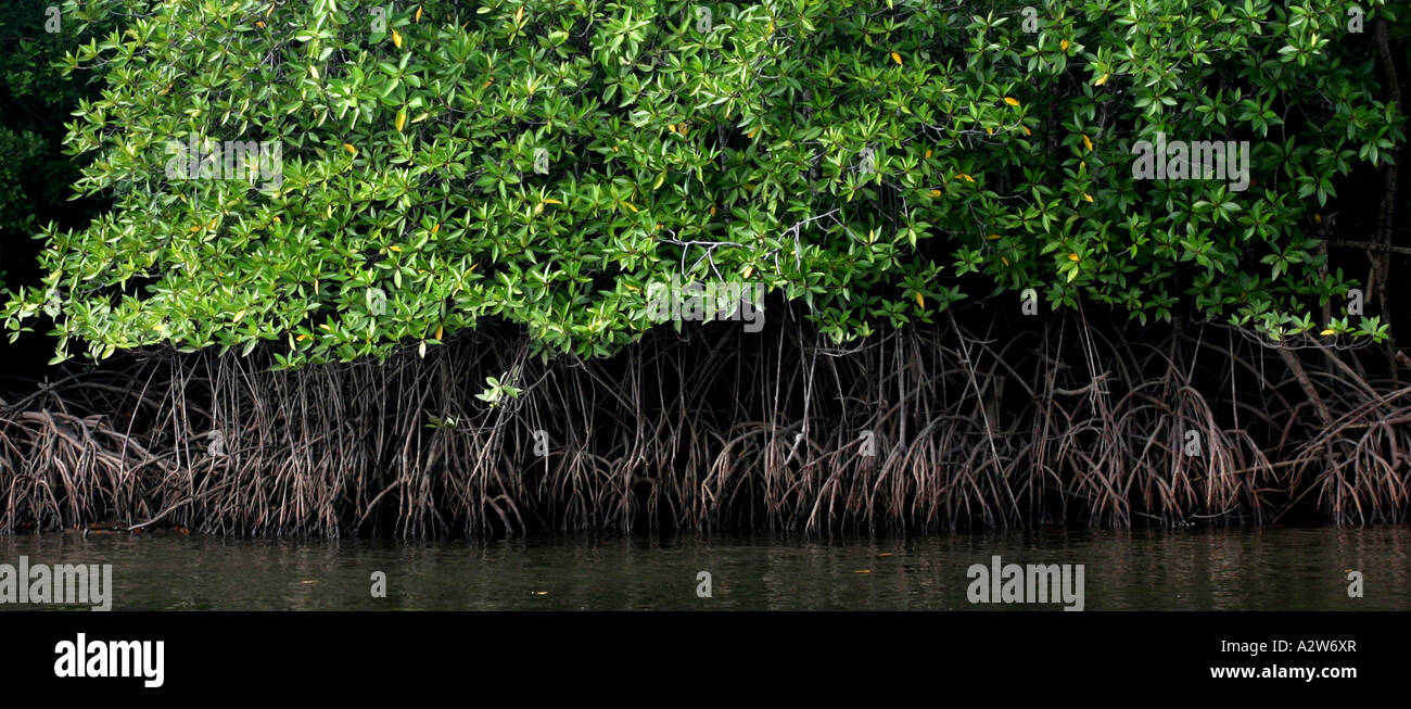 La foresta di mangrovie lungo un fiume nel nord della Malaysia Foto Stock