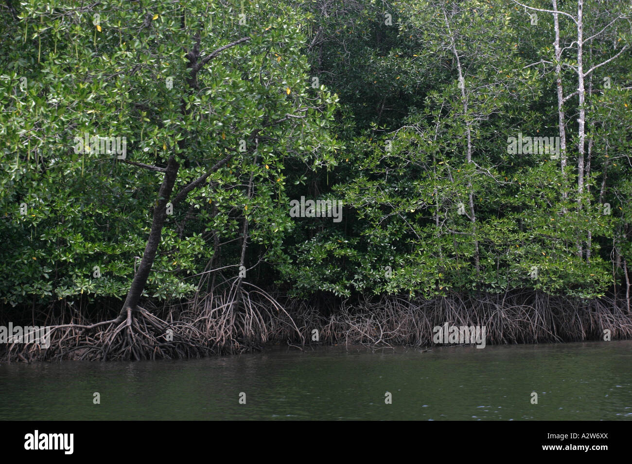 La foresta di mangrovie lungo un fiume nel nord della Malaysia Foto Stock