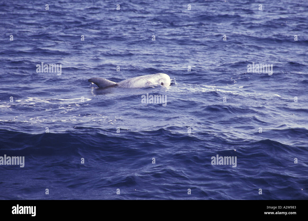 Delfino di Risso s Foto Stock