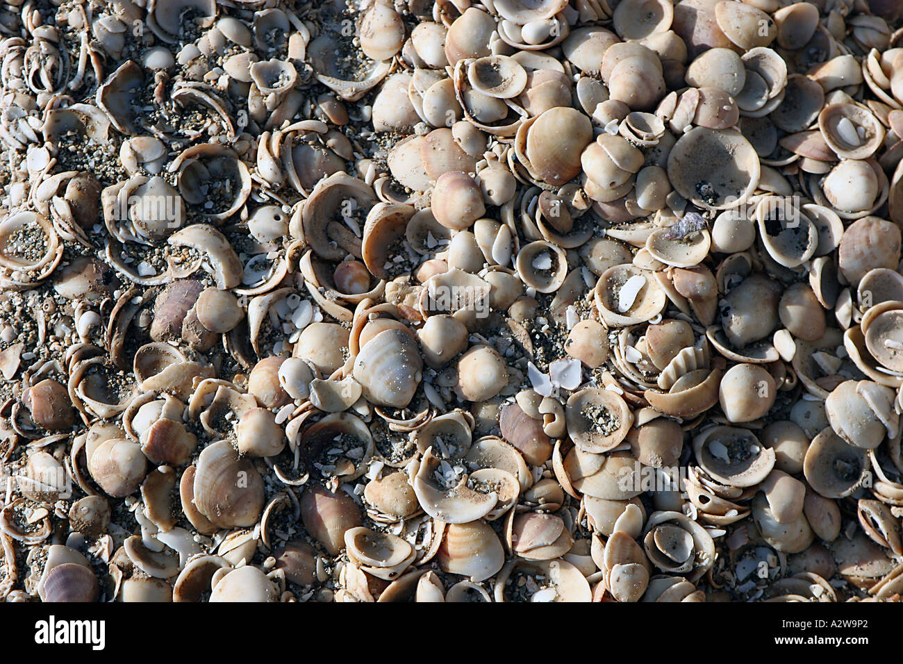 Conchiglie di mare sulla spiaggia di Habonim Israele Foto Stock